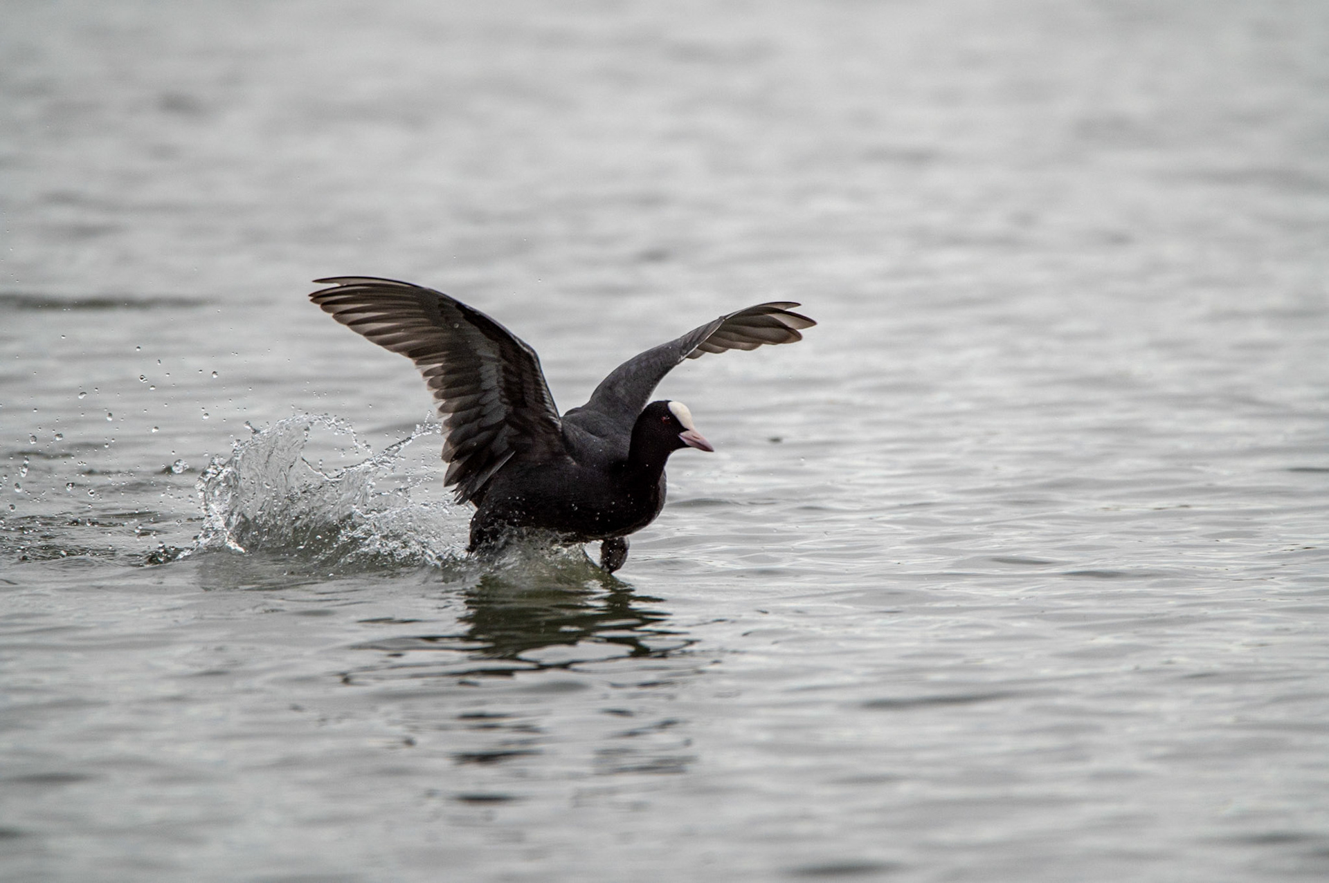 Foulque, Camargue 2025