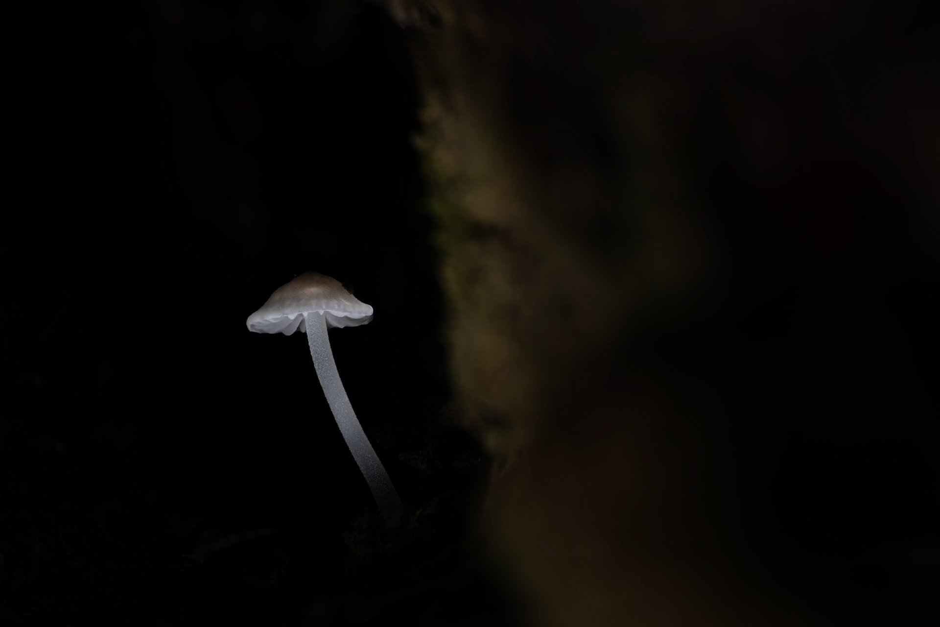 Tiny light #1, Prades le Lez 2025