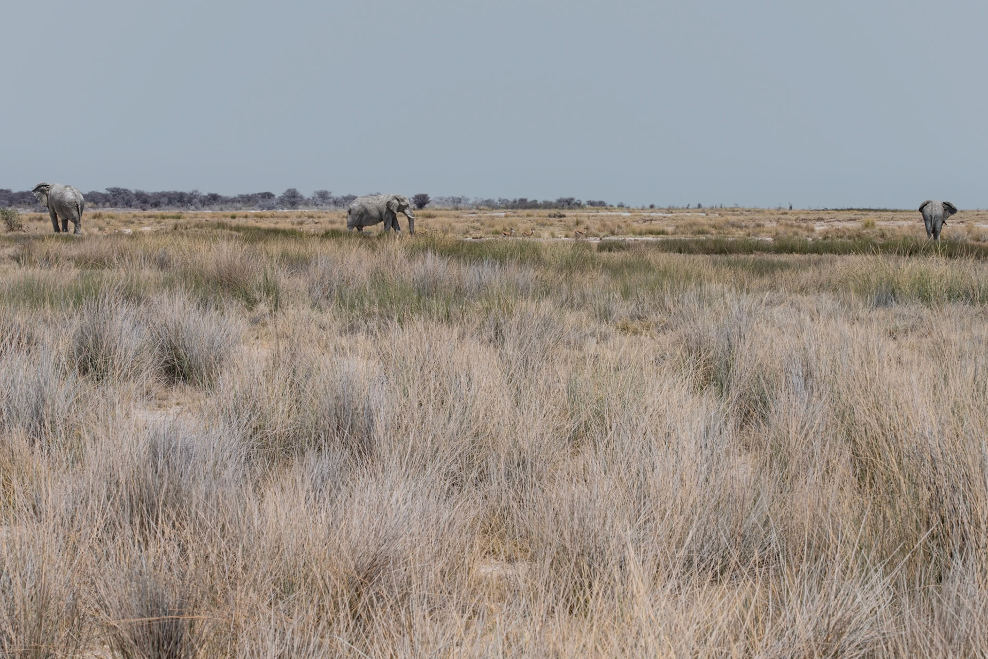 Trio, Namibia 2019