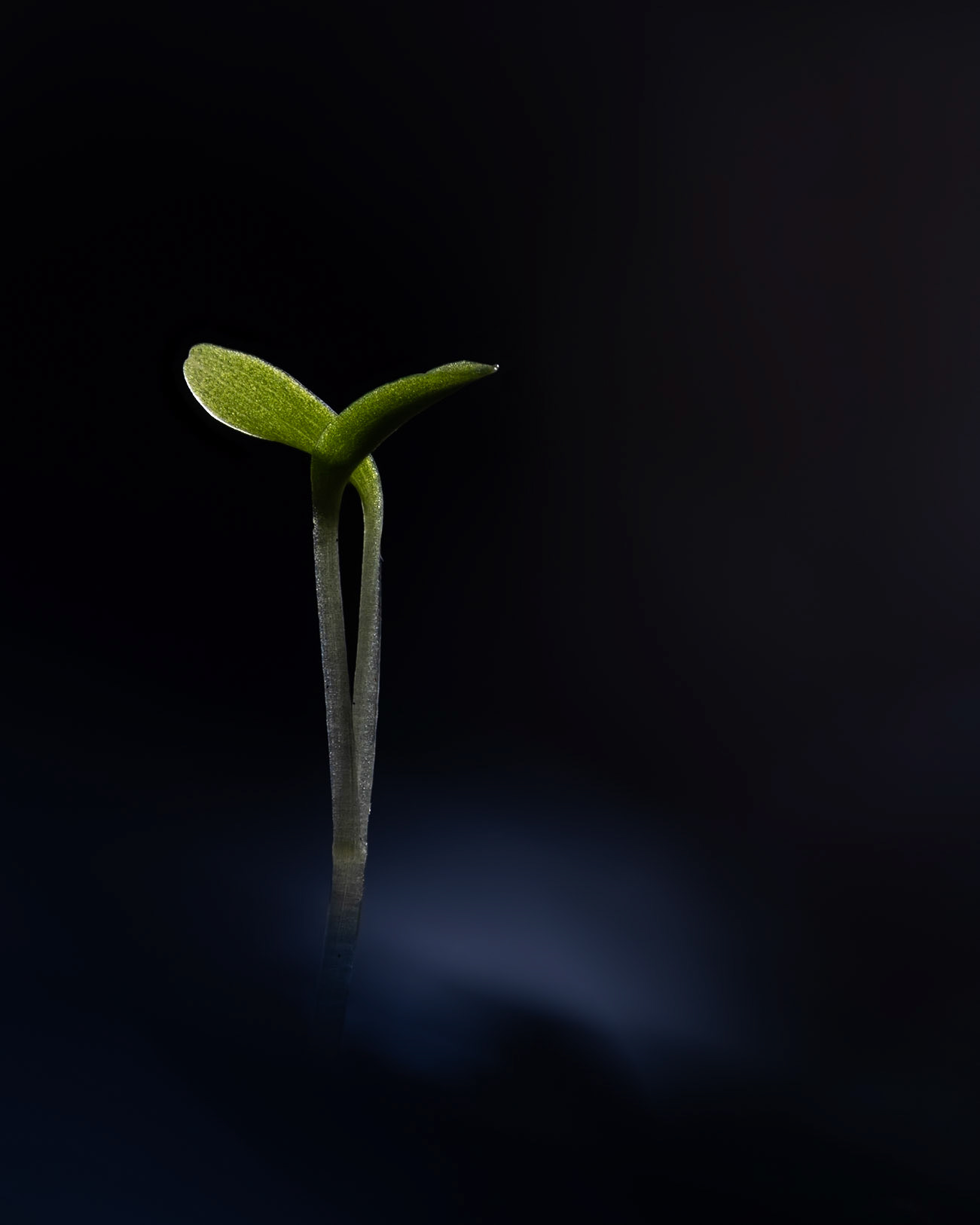 Germination #4, Prades le Lez 2025
