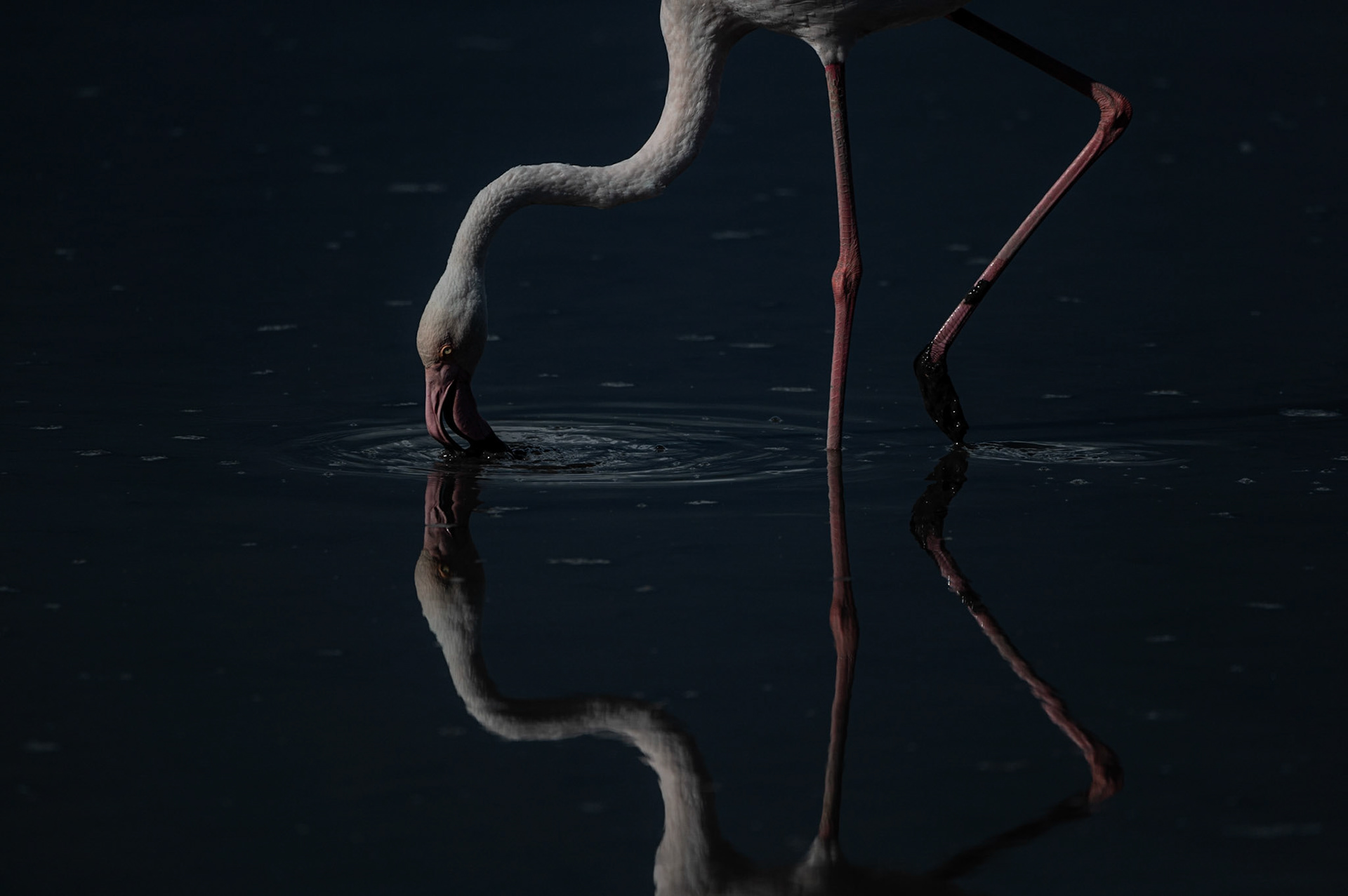 Ronds dans l'eau 1, Camargue 2023