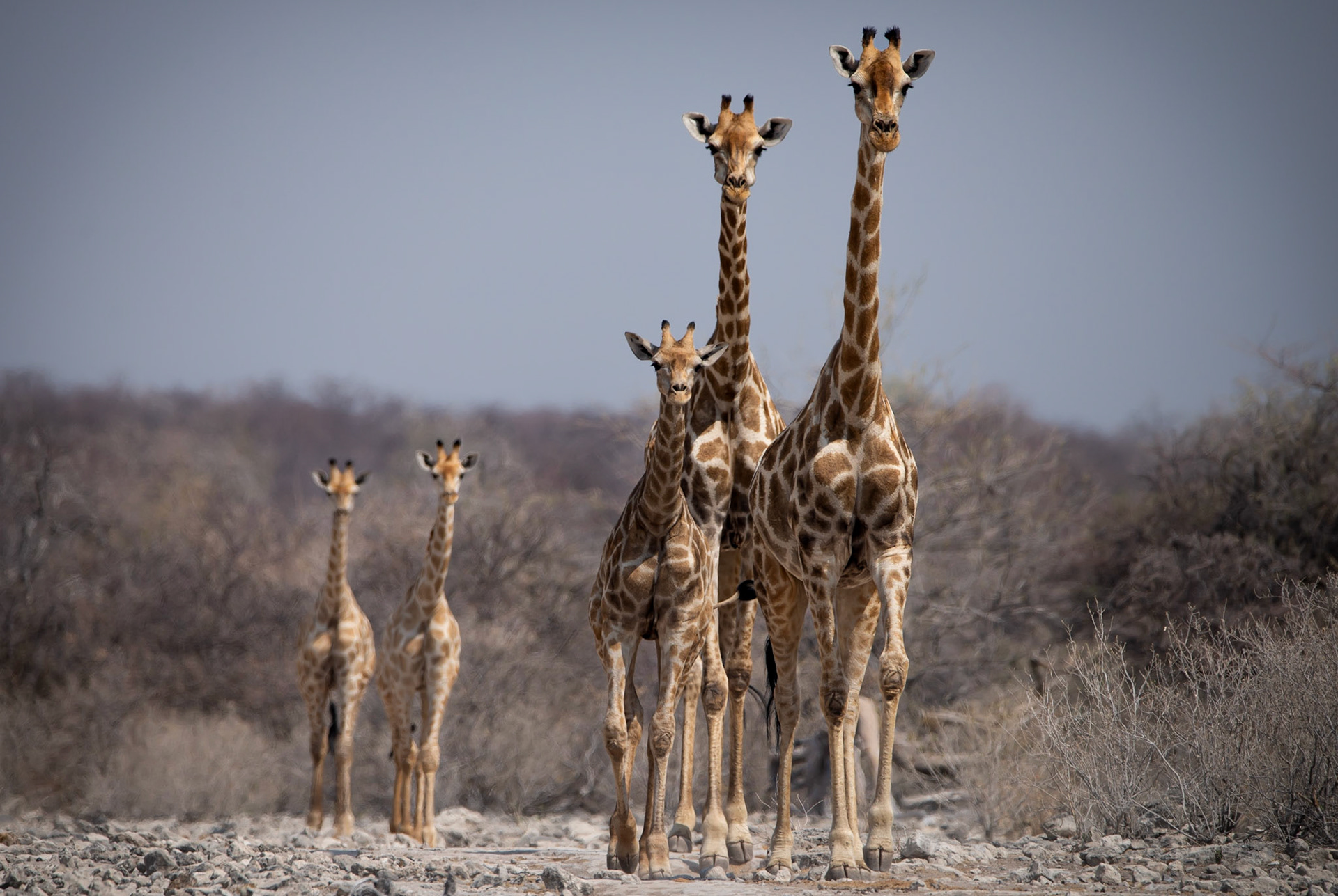 En marche, Namibia 2019