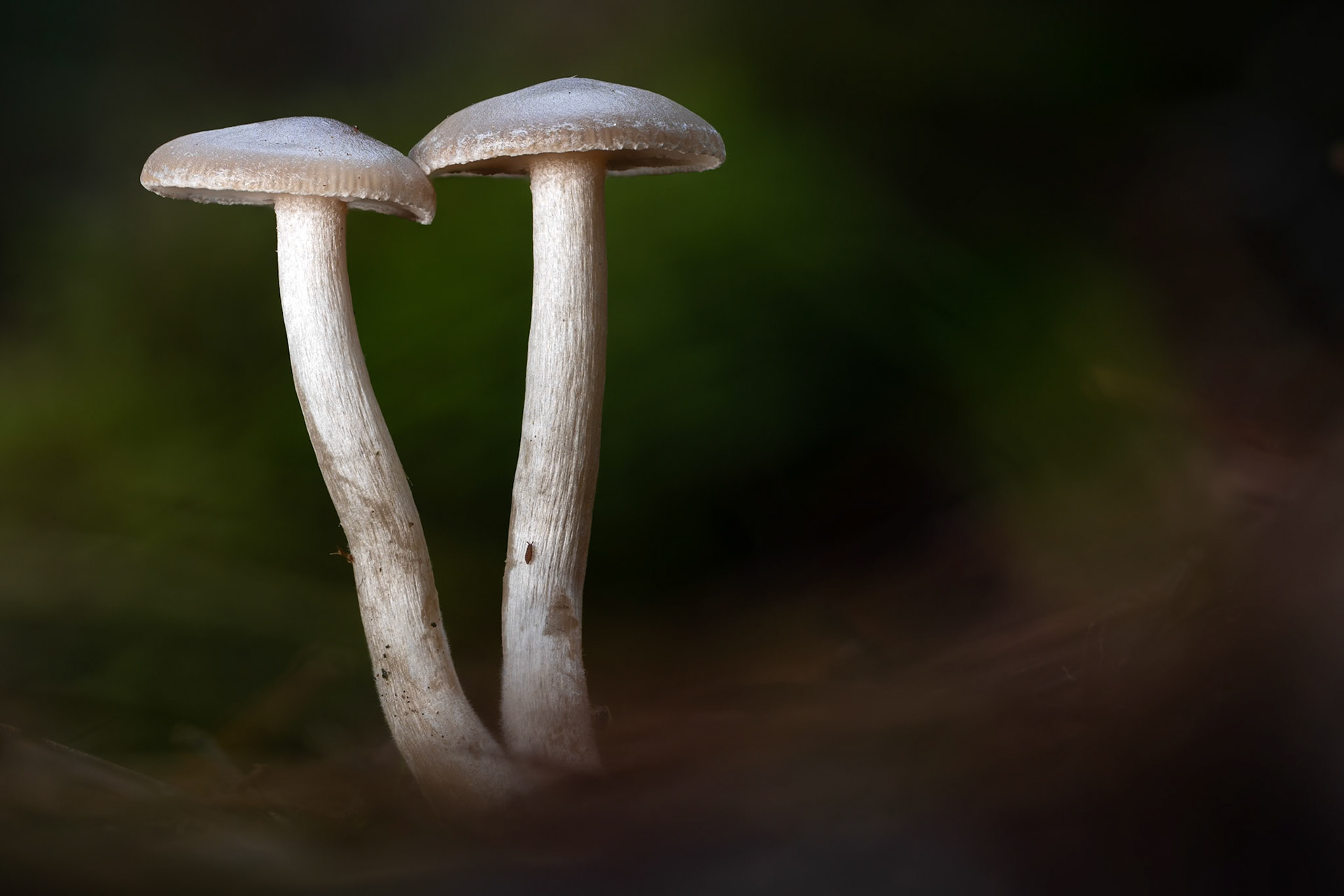 Brothers, Prades le Lez 2025