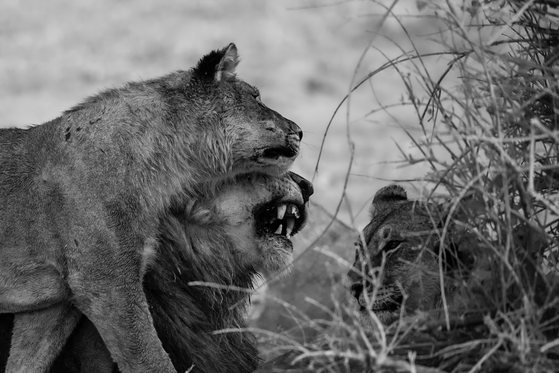 The Hug, Namibia 2019