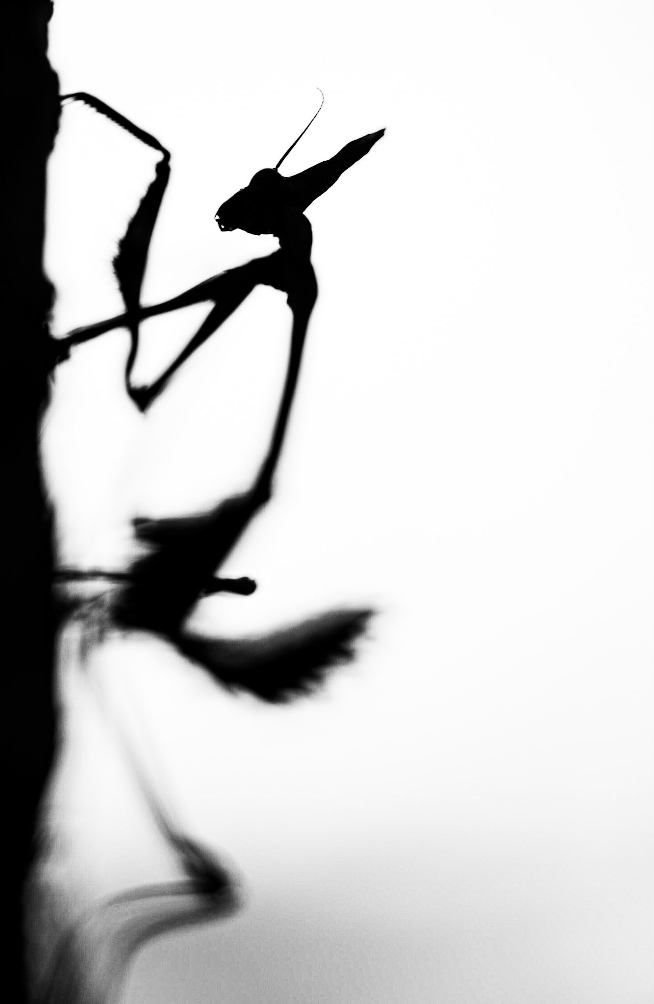Black and white, Prades le Lez 2020