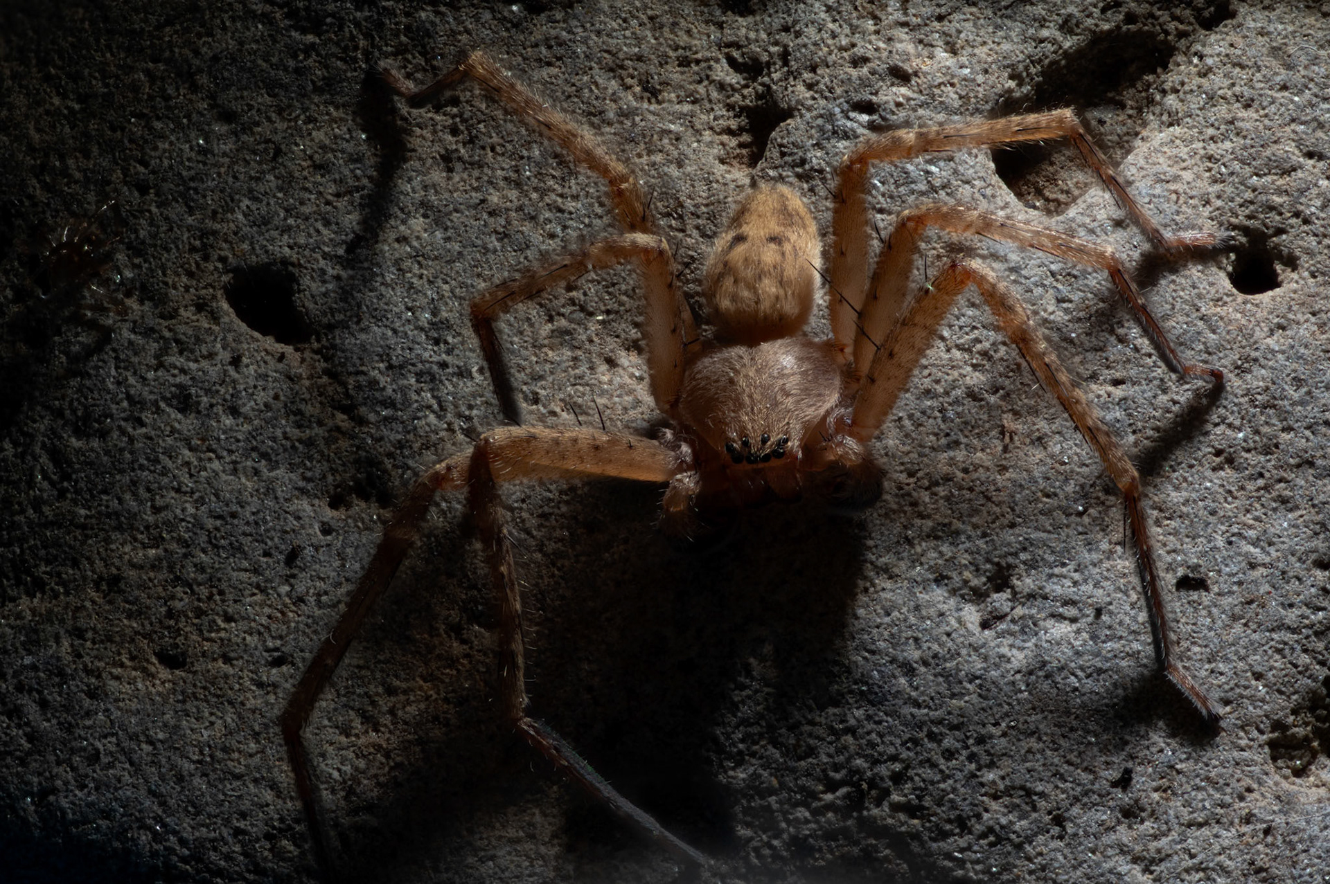 Olios argelasus #3, Prades le Lez 2025