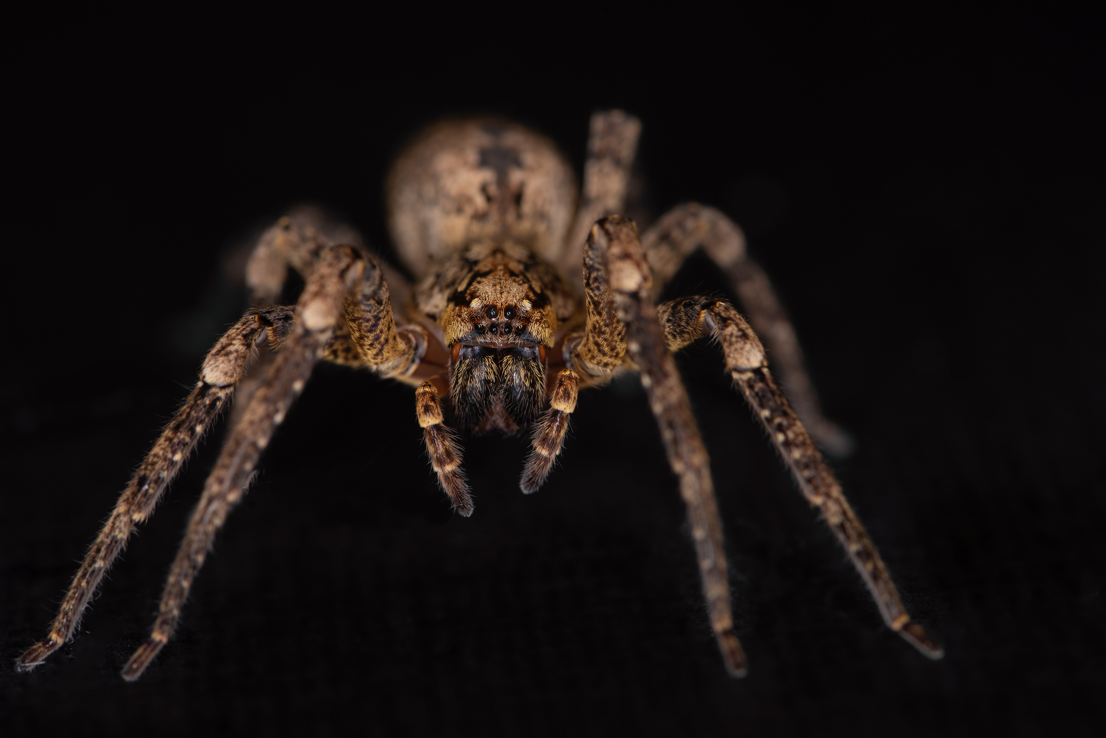 Wolf spider, Prades le Lez 2023