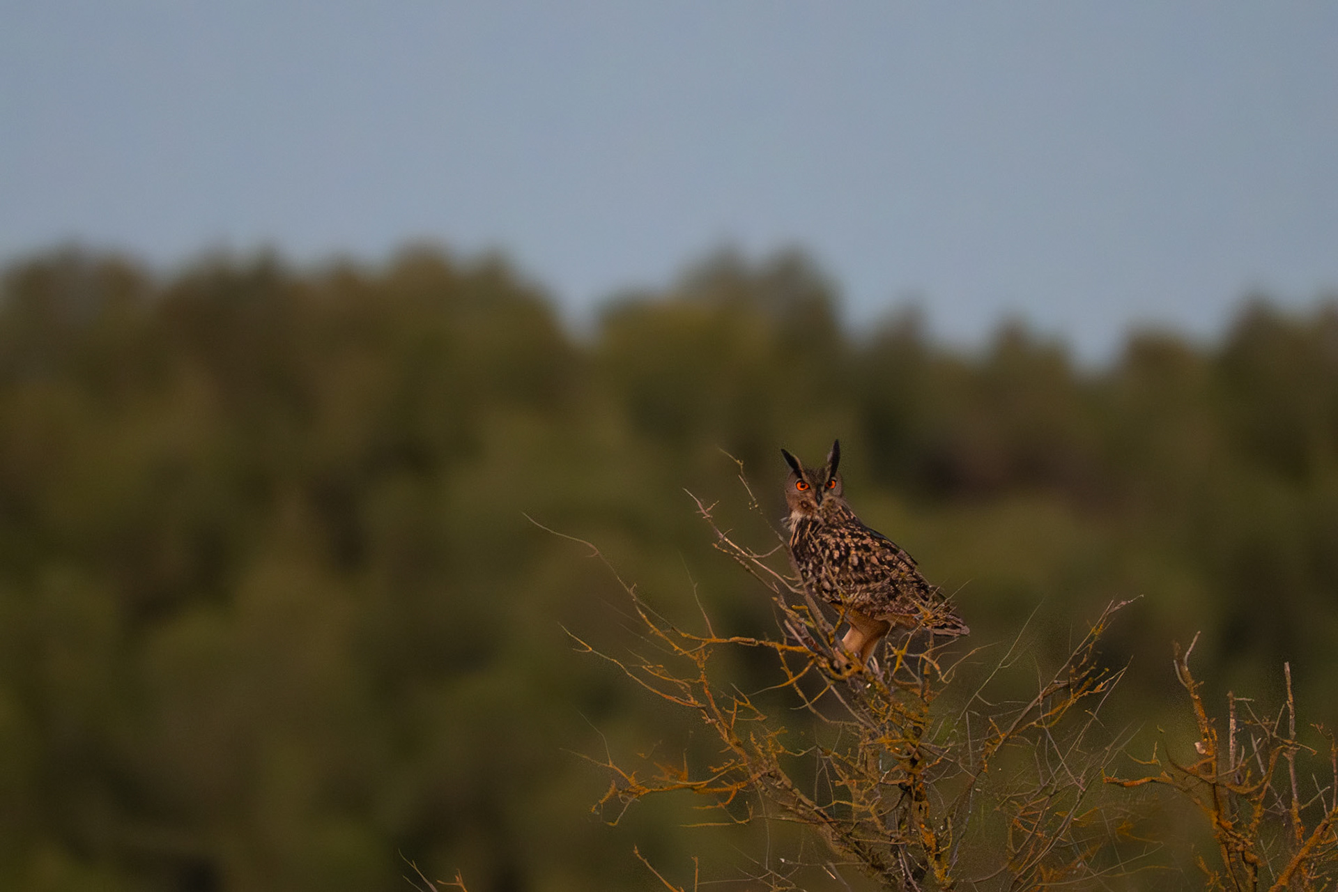 In My dead tree #1, Prades le Lez 2025