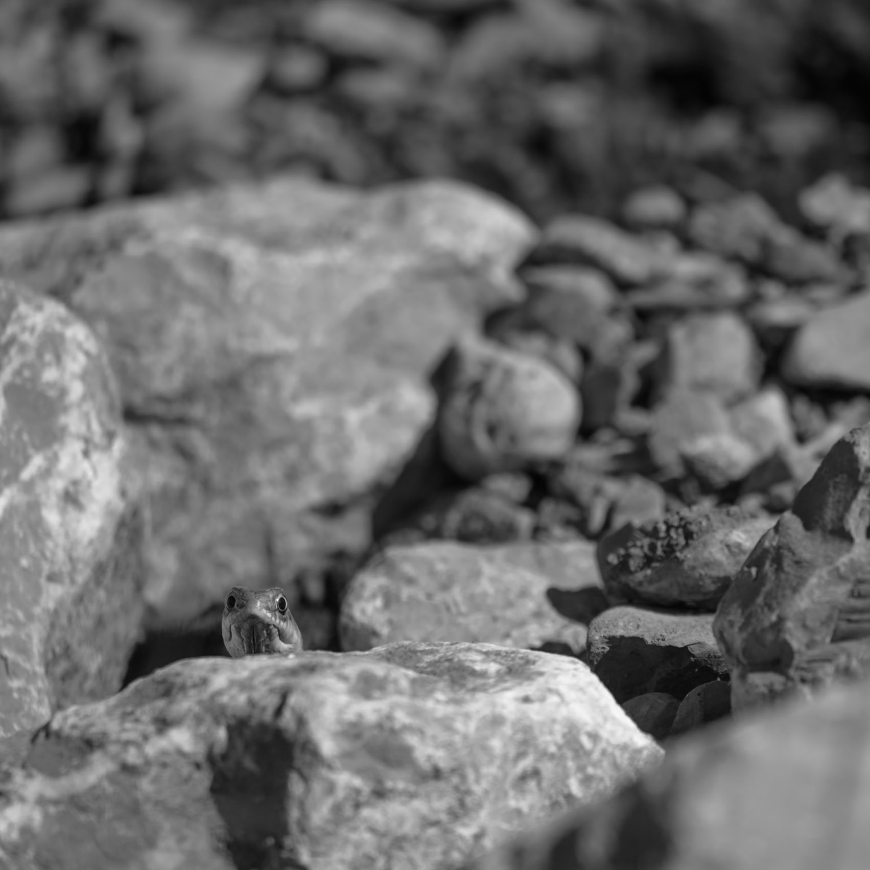 Cache cache, Prades le lez 2024