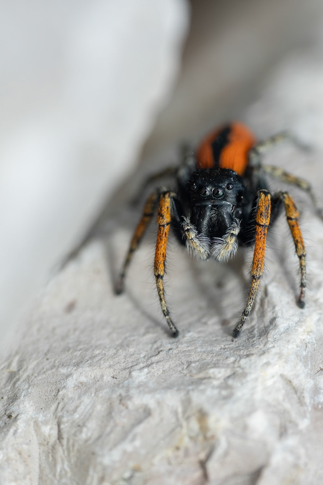 Philaeus chrysops ♂ #1 , Prades le Lez 2025