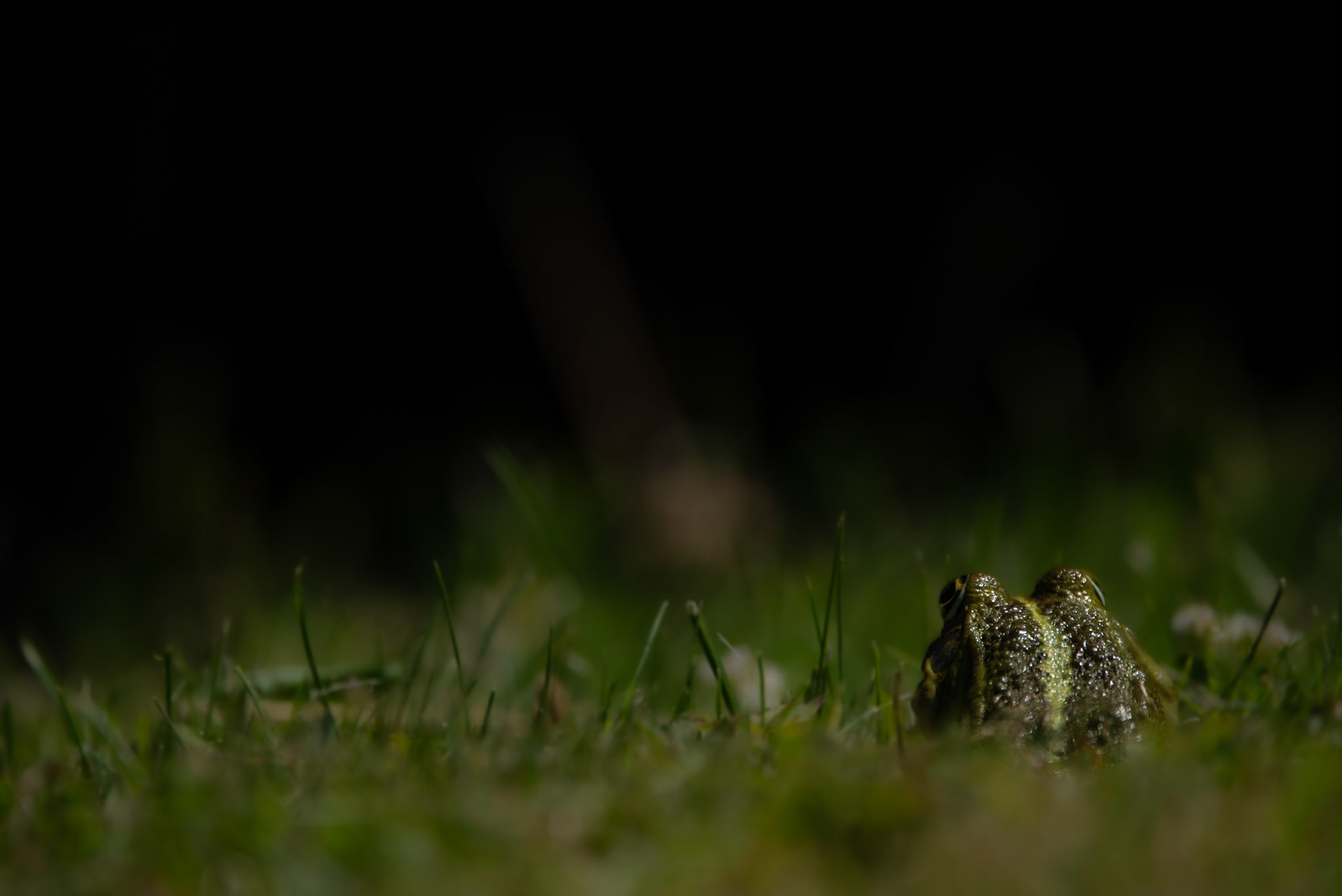 Grass is watching you 5, Coutières 2022