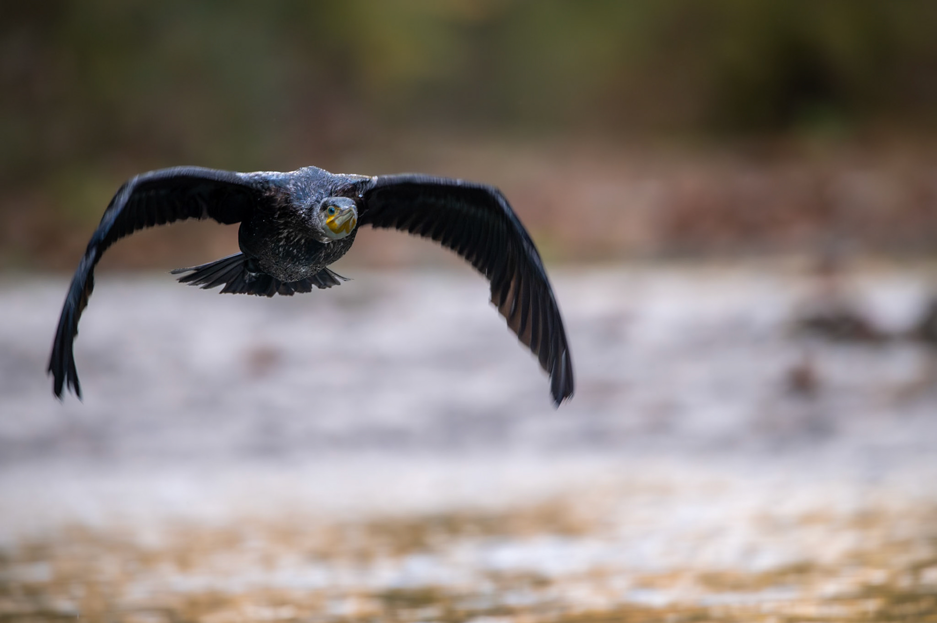 Cormoran vol, Prades le Lez 2024