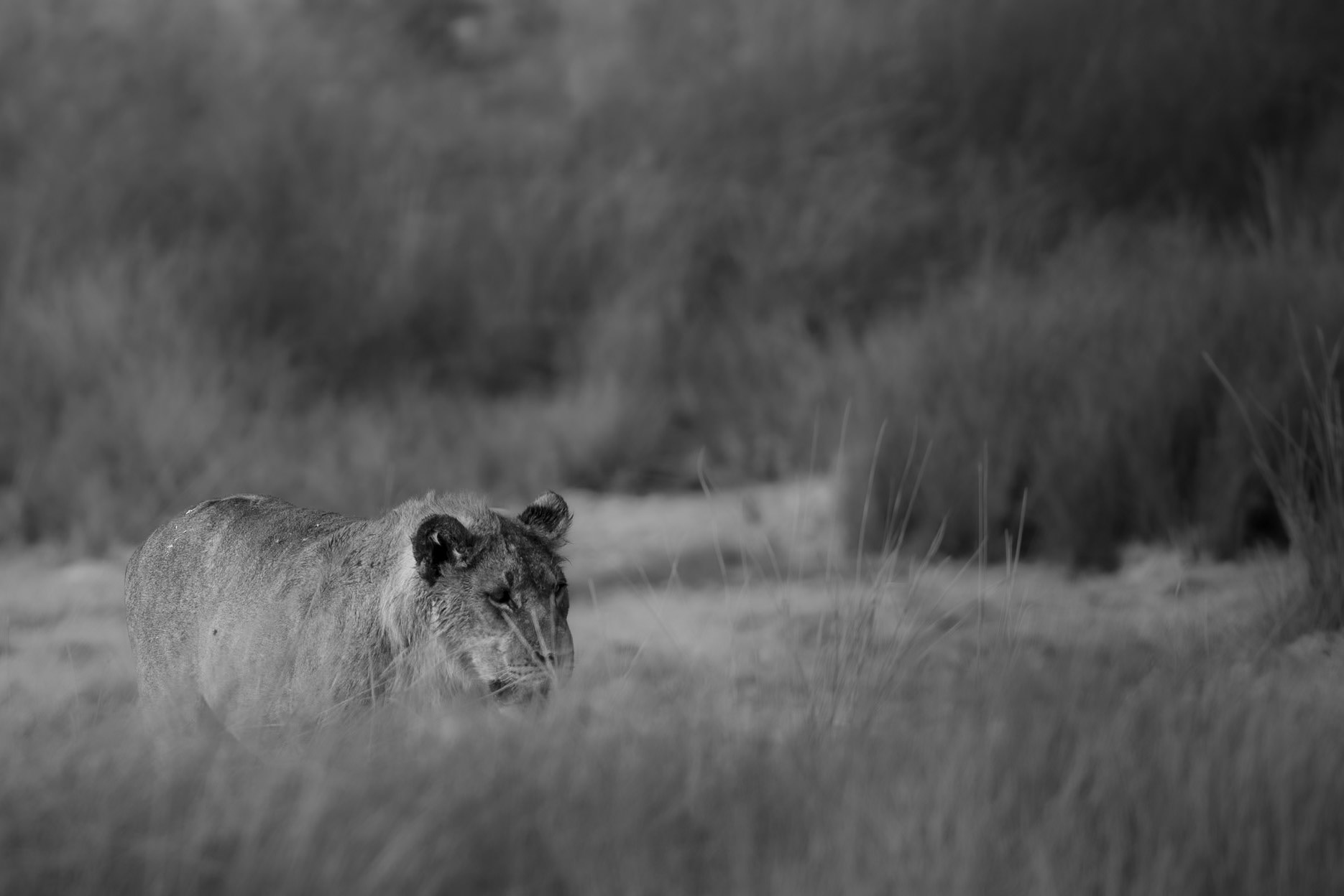 La force tranquille, Namibia 2019
