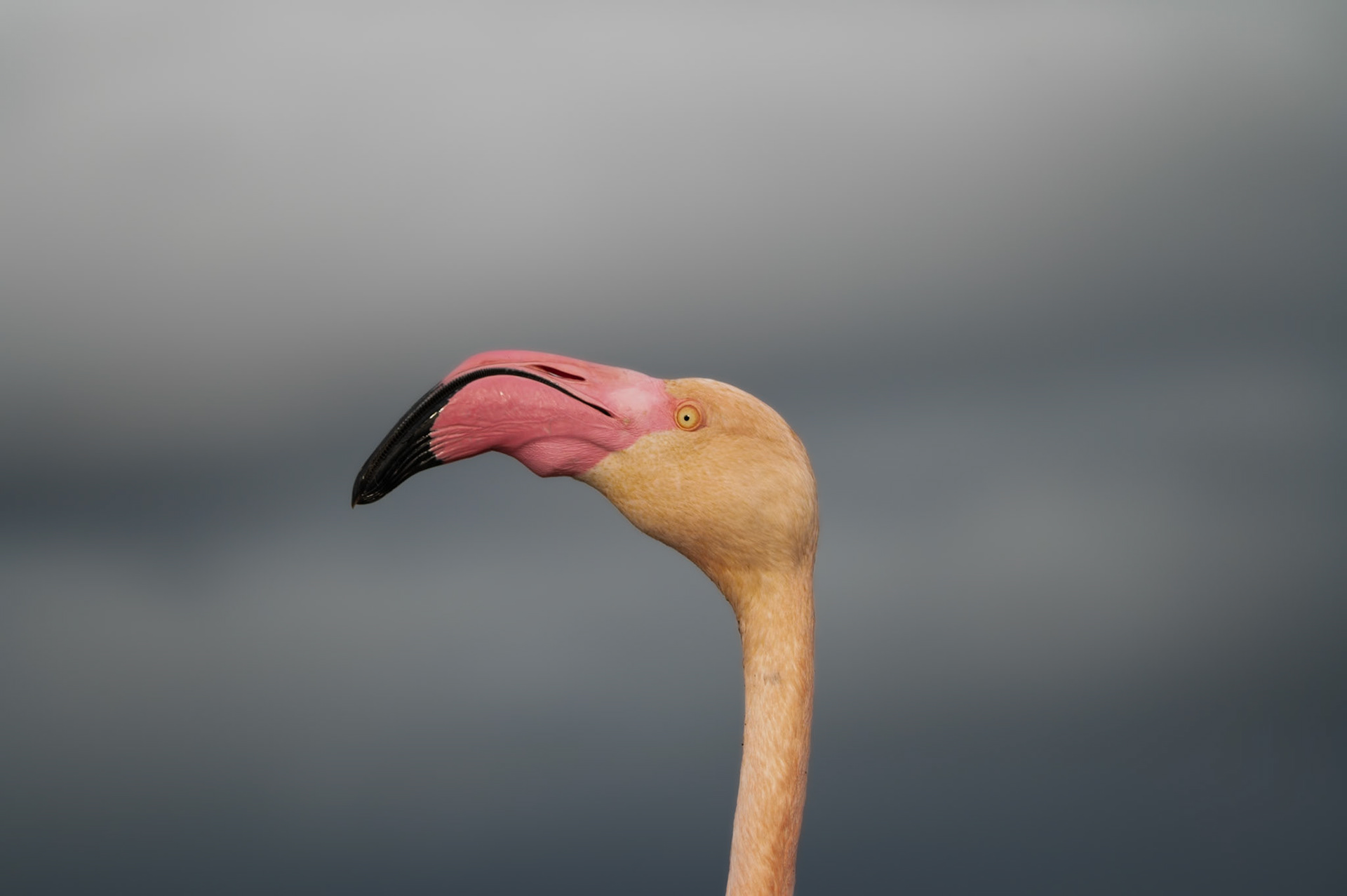 Pink on grey, Camargue 2025