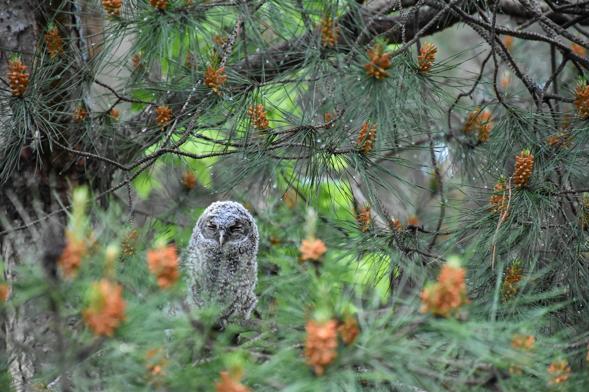 Fledge #1, Montpellier 2025