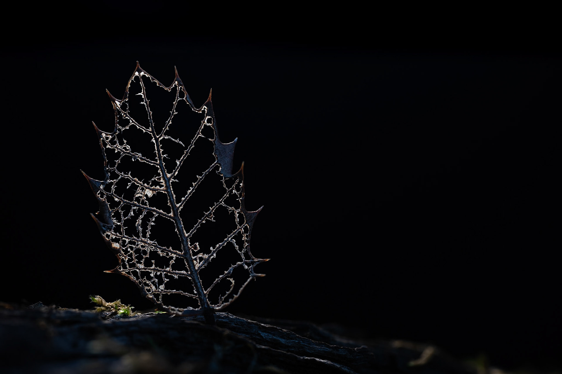 Death and Decay, Prades le Lez 2025