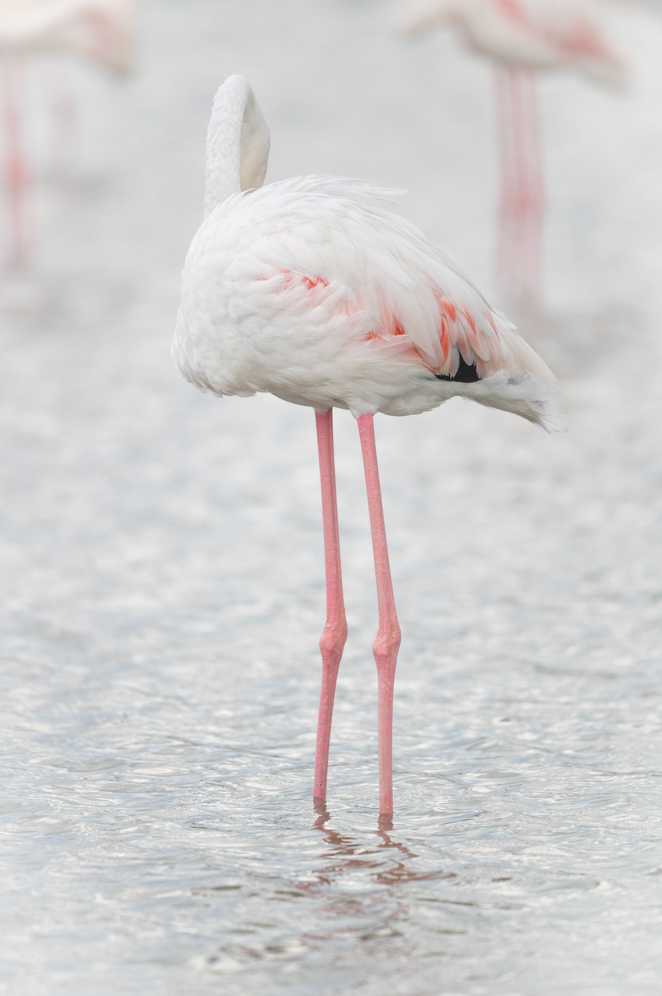 Pastel, Camargue 2023