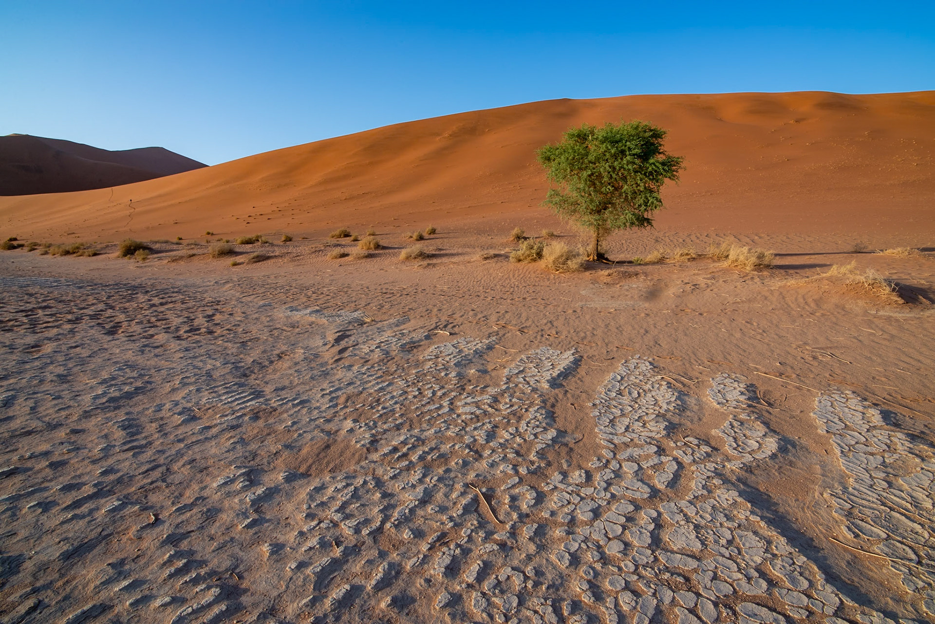 Dans le désert, Namibia 2019