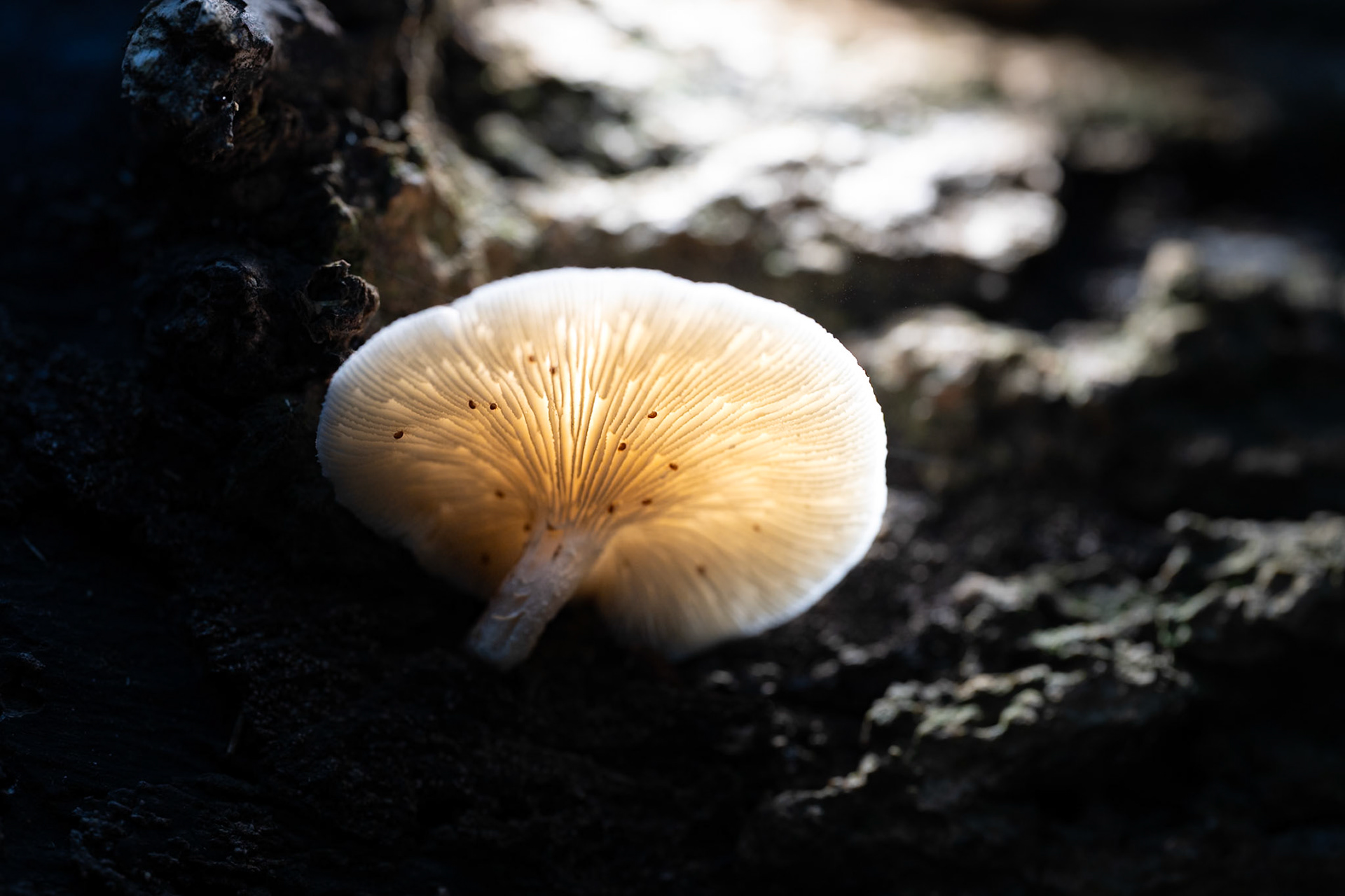Ombre et lumière, Prades le Lez 2025