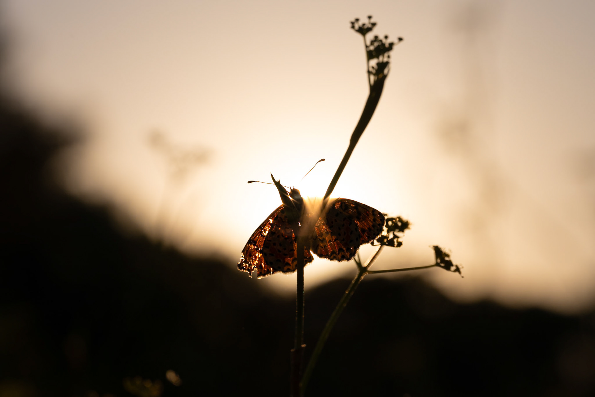 Old butterfly, Prades le Lez 2025
