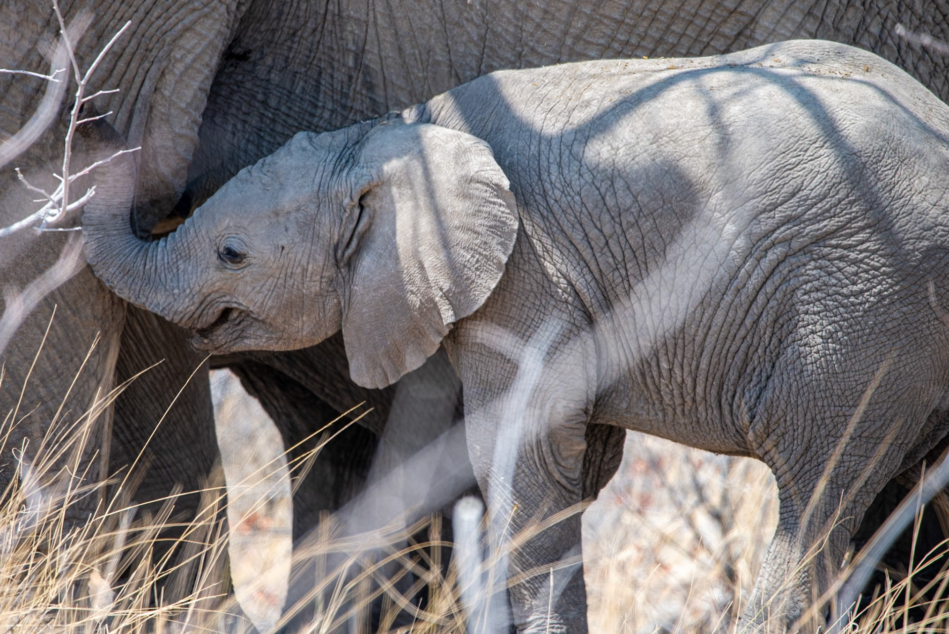 Milk Smile, Namibia 2019