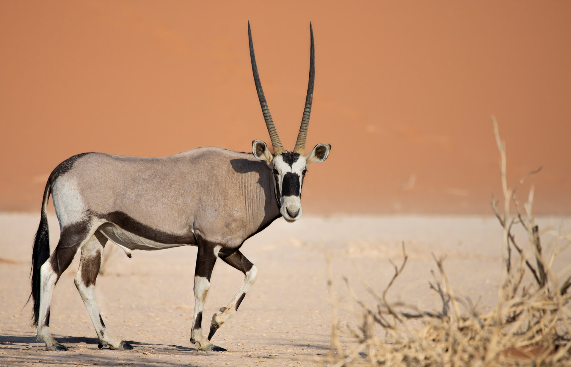 Sand master, Namibia 2019