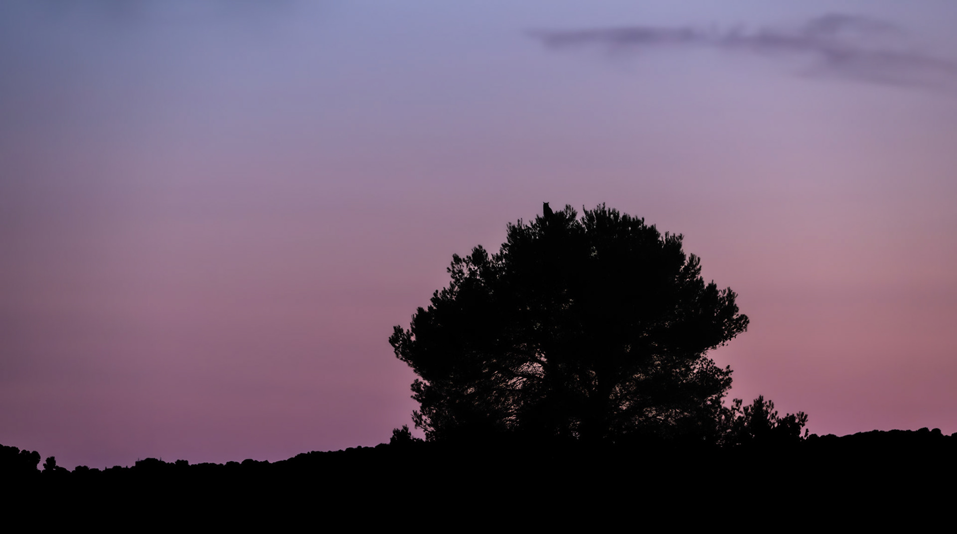 Le pin et le hibou, Prades le Lez 2024