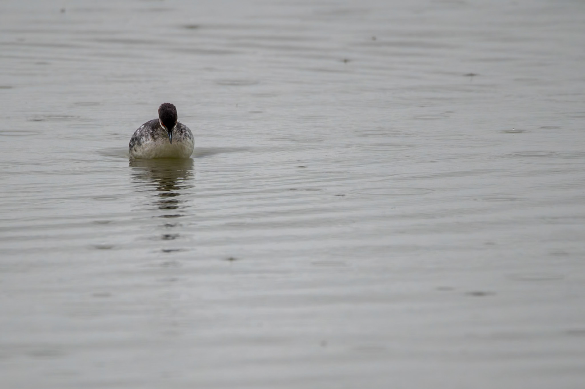 Sous la pluie, Camargue 2025