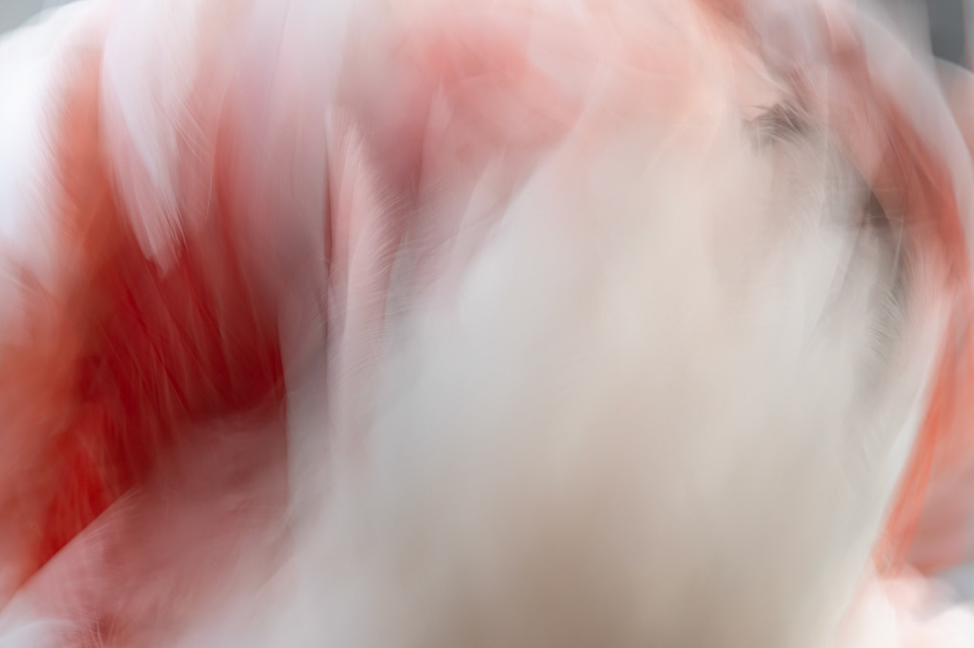 Moulin Rouge, Camargue 2025