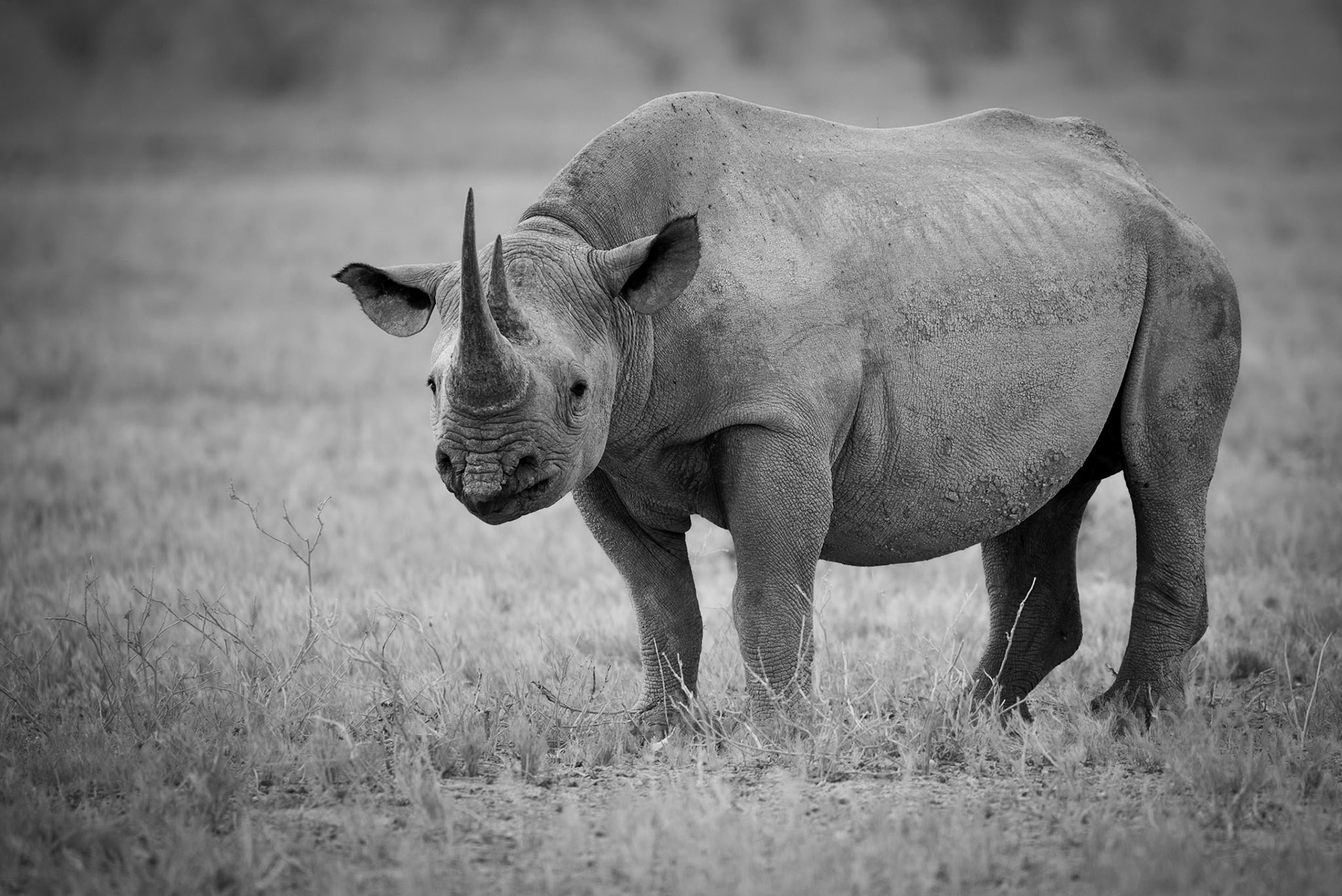 The Black One #2, Namibia 2019
