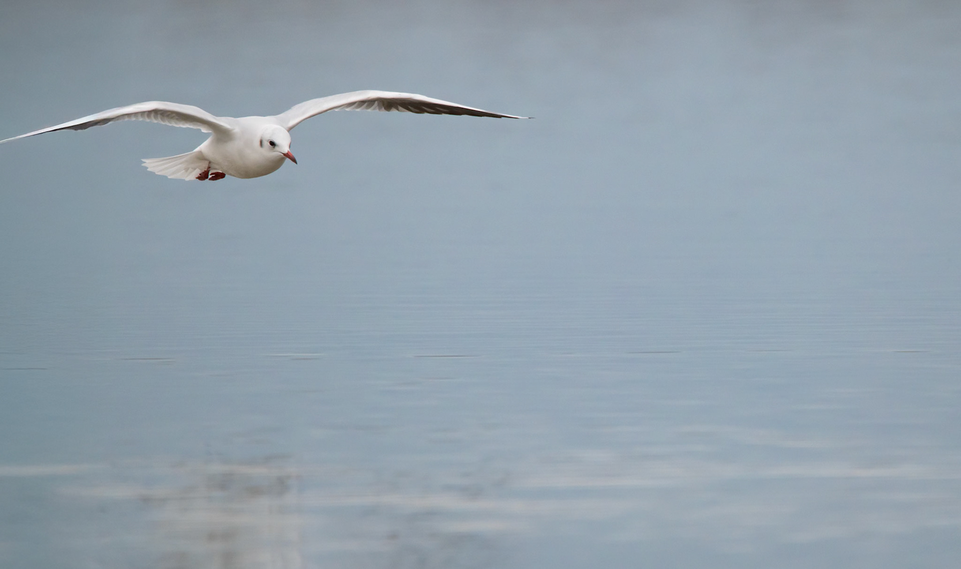 Planeur, Camargue 2025