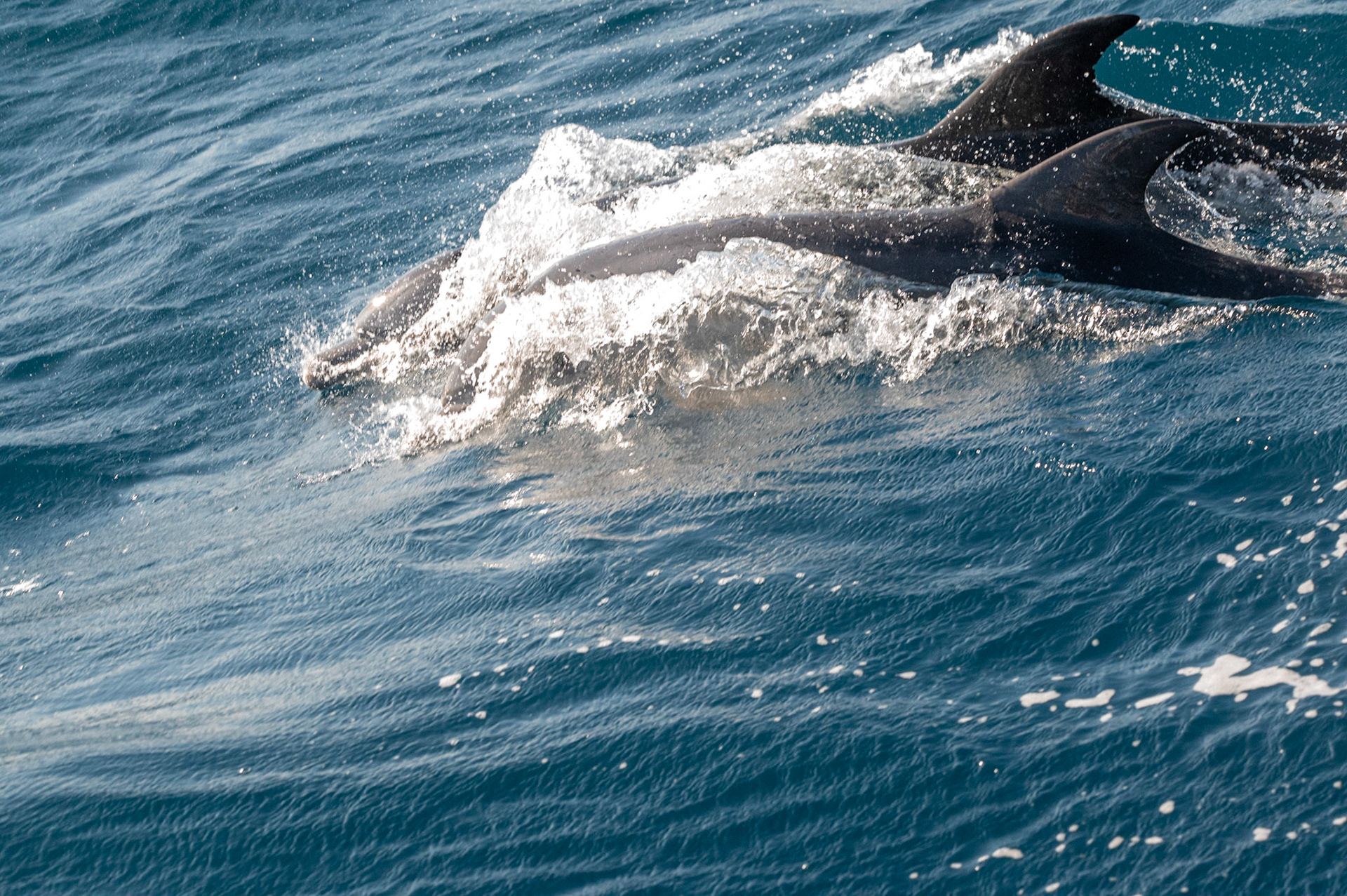 Grands dauphins, Méditerranée 2023