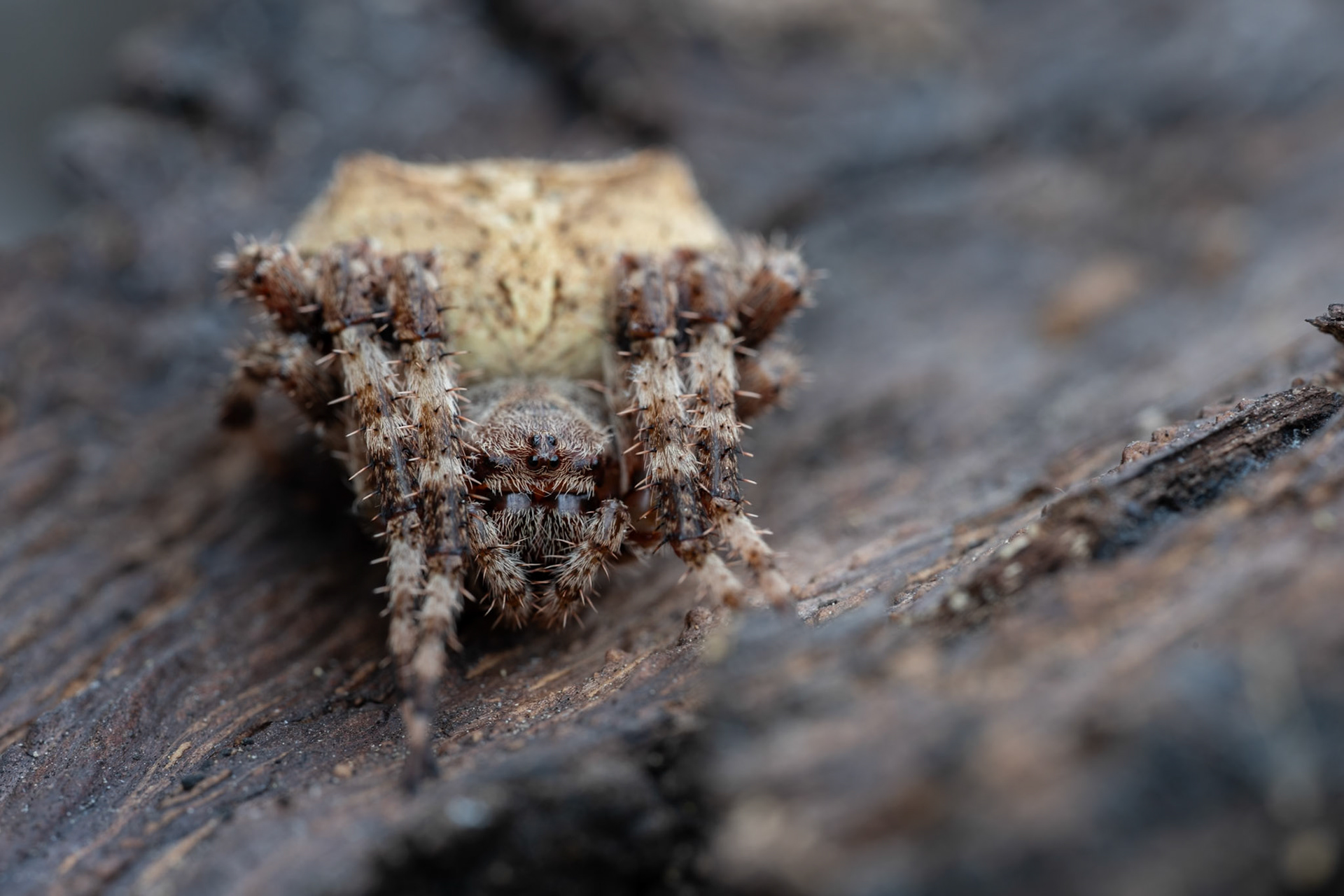Araneus angulatus #1, Montpellier 2025