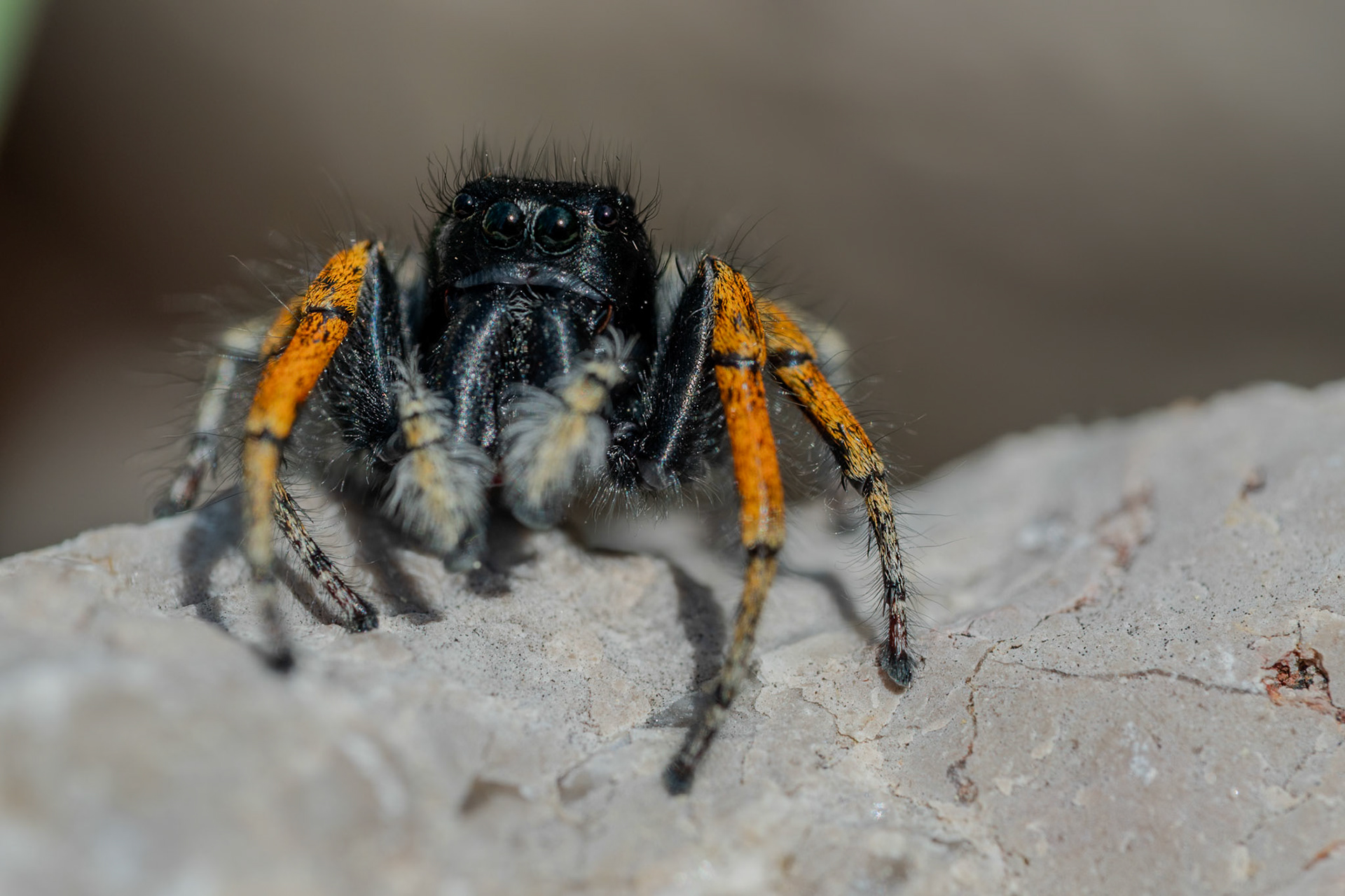 Philaeus chrysops ♂ #4, Prades le Lez 2025
