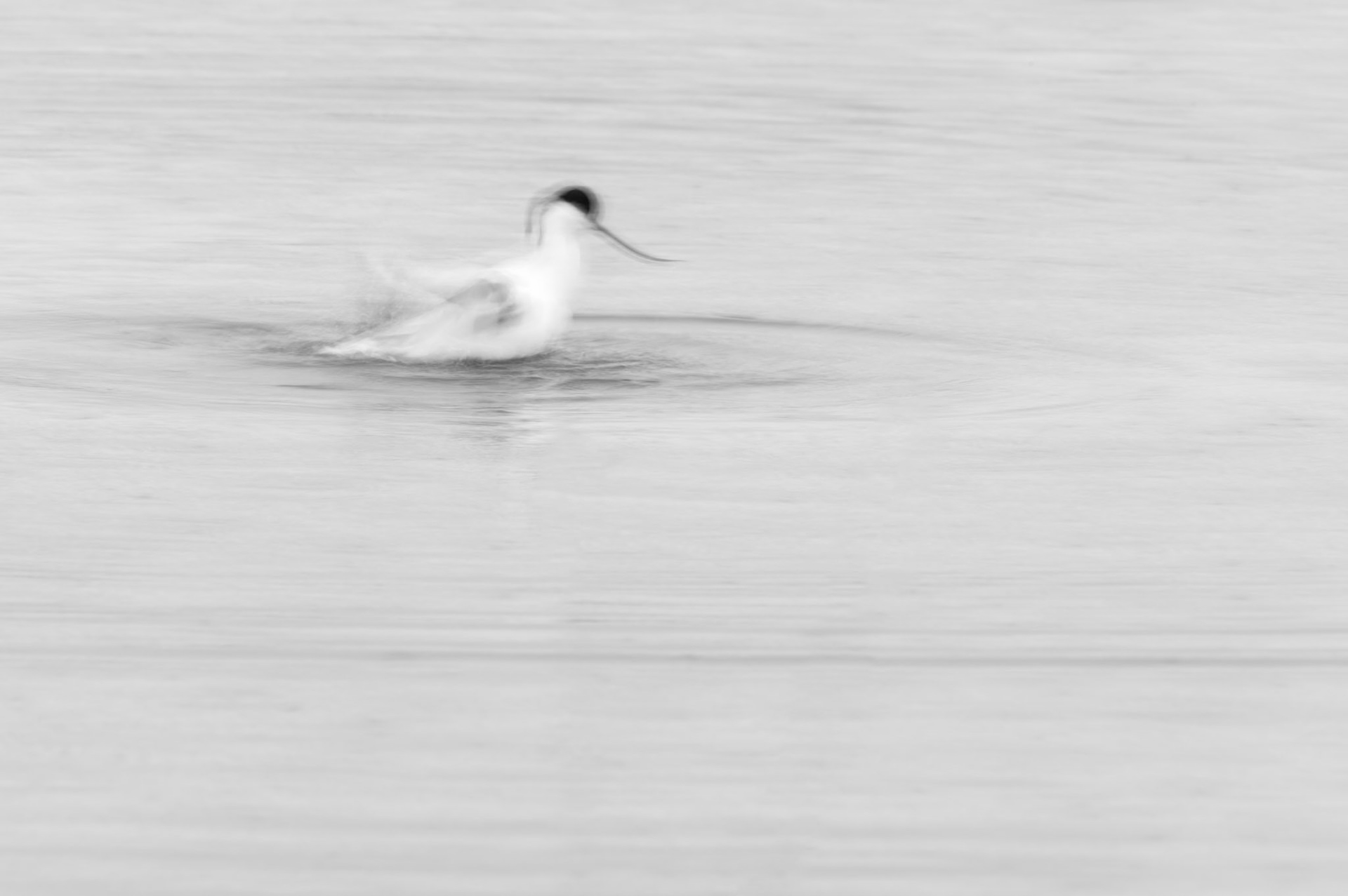 Long exposure, Camargue 2025