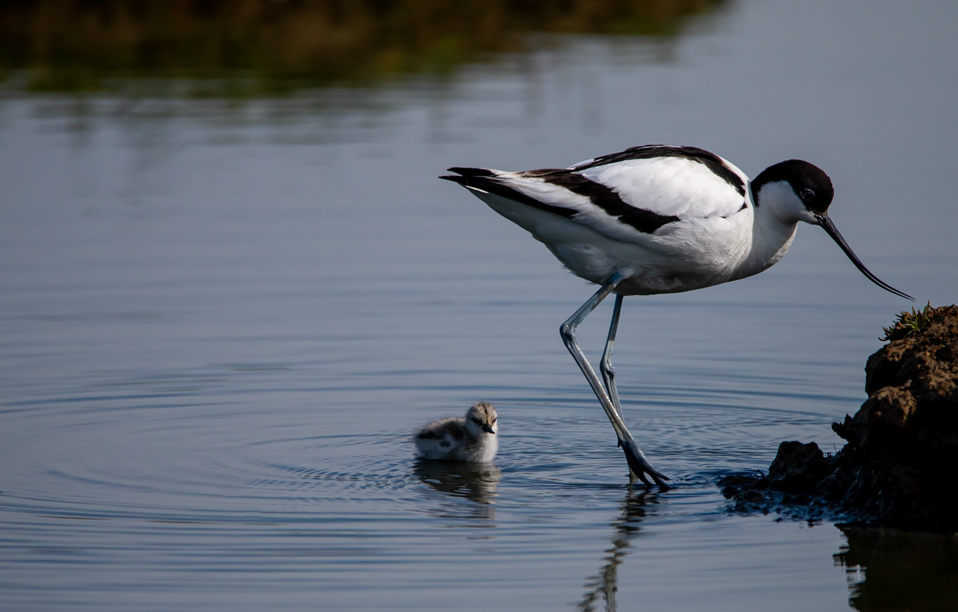 Comme Papa, Le Teich 2022
