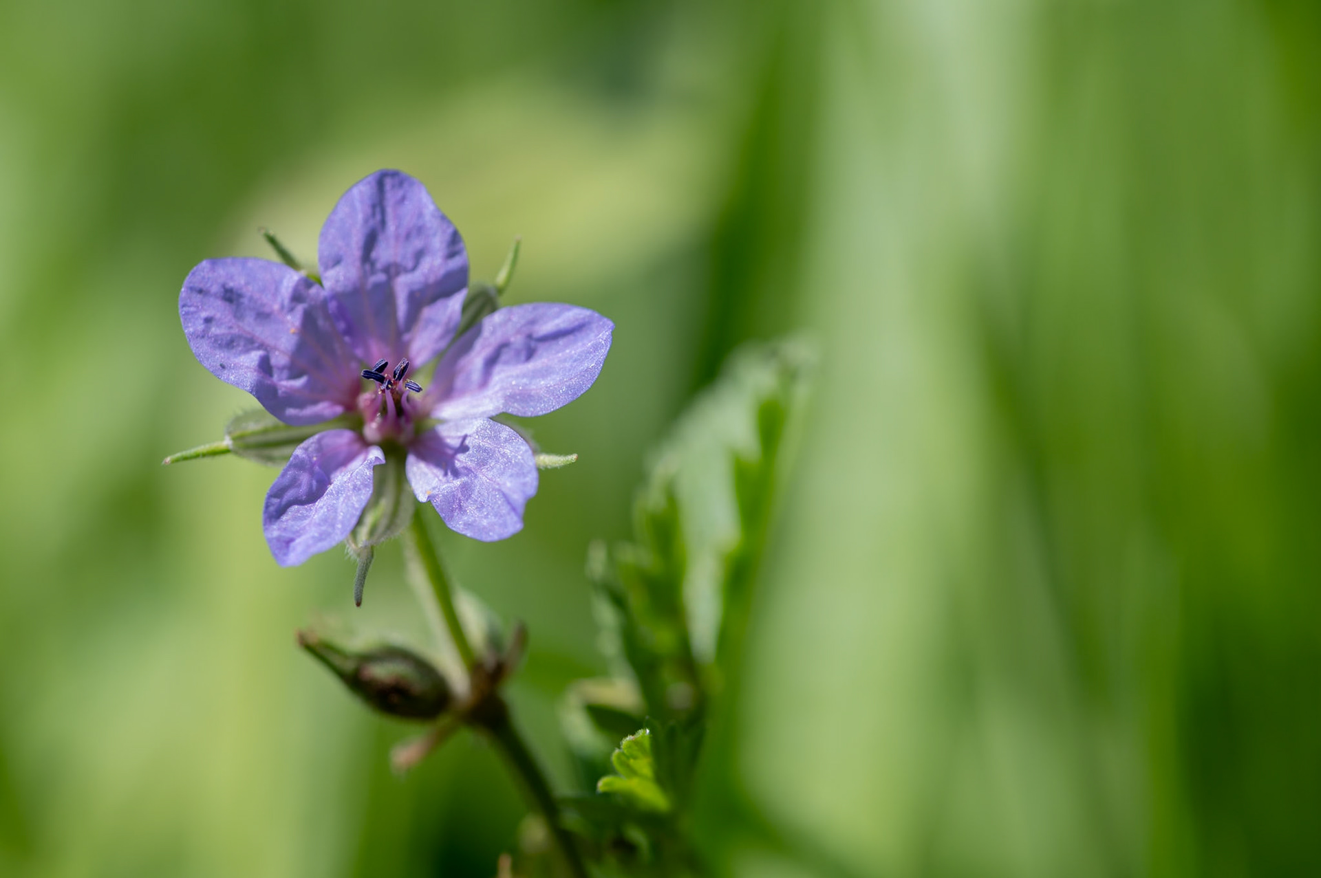 Erodium, Prades le Lez 2025