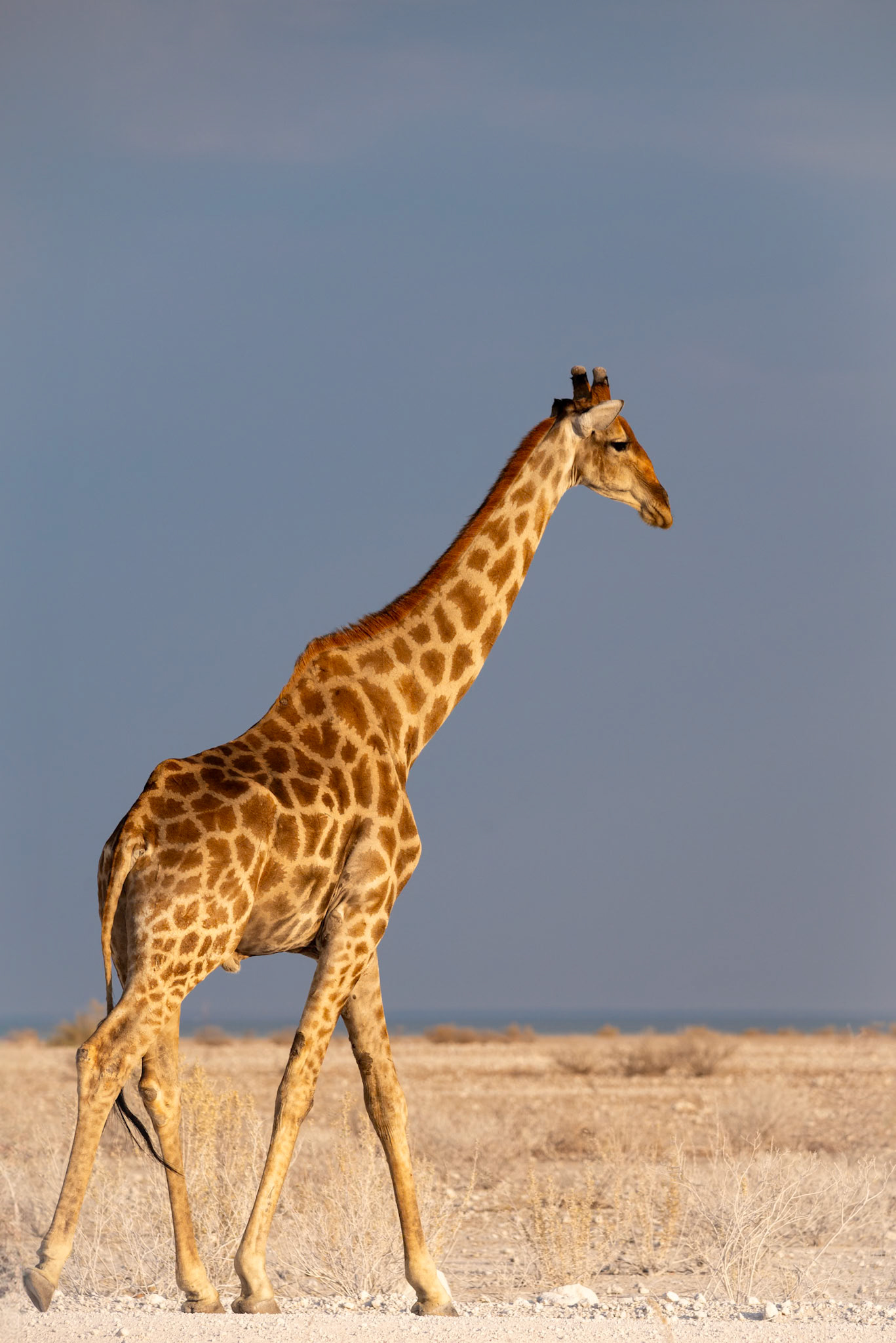 Walking, Namibia 2019