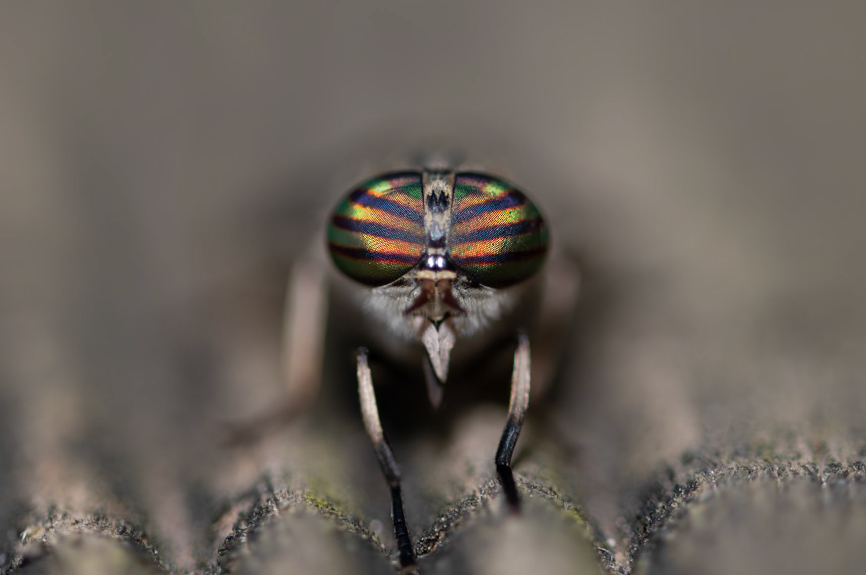 Techno eyes, Prades le Lez 2024