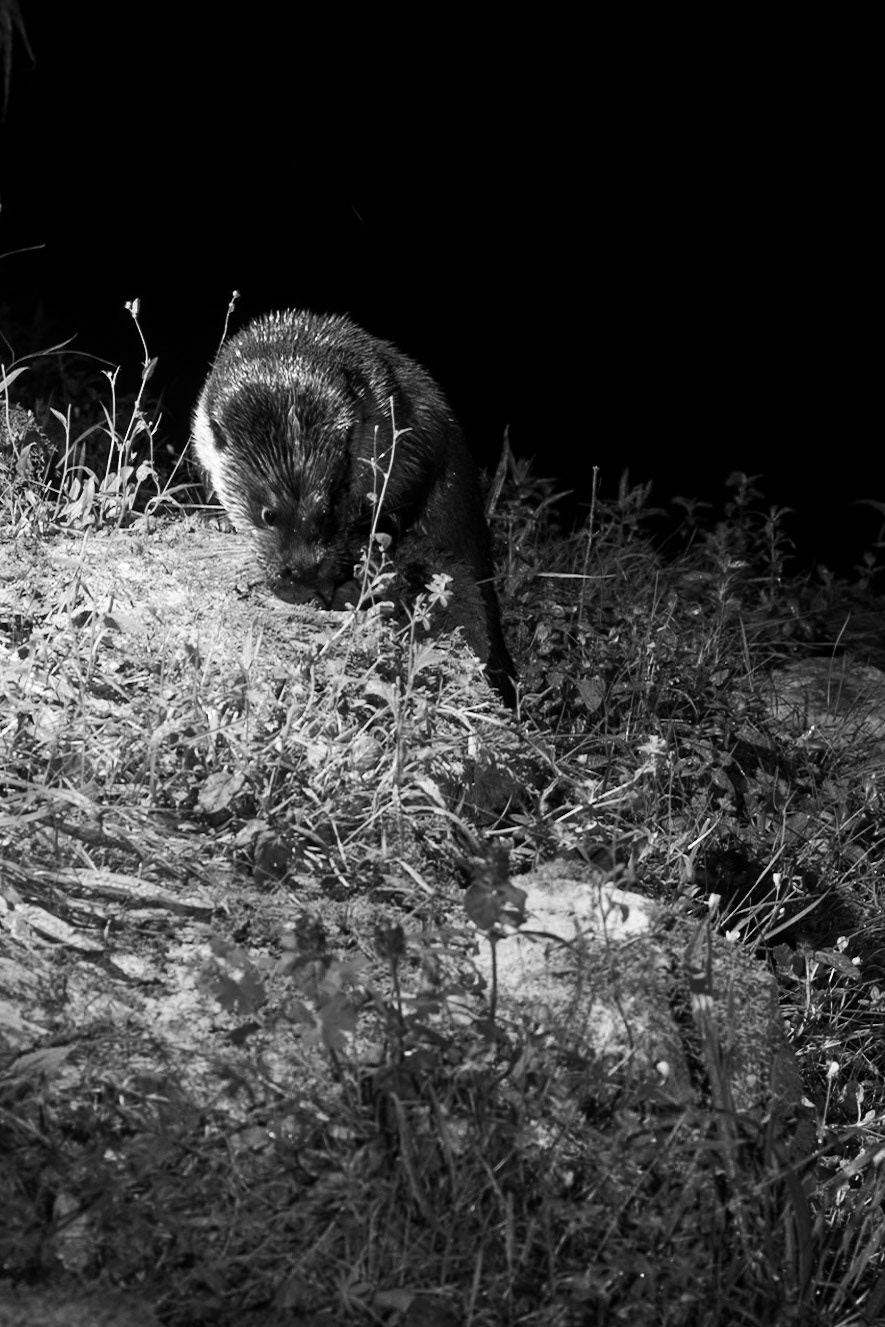 Apparition, Prades le Lez 2024
