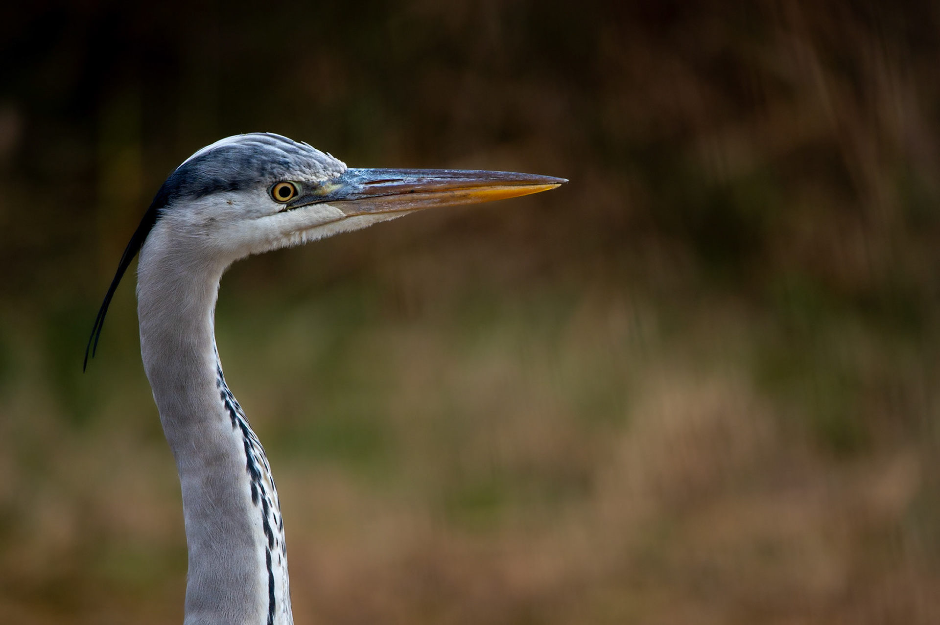 Portrait, Camargue 2025