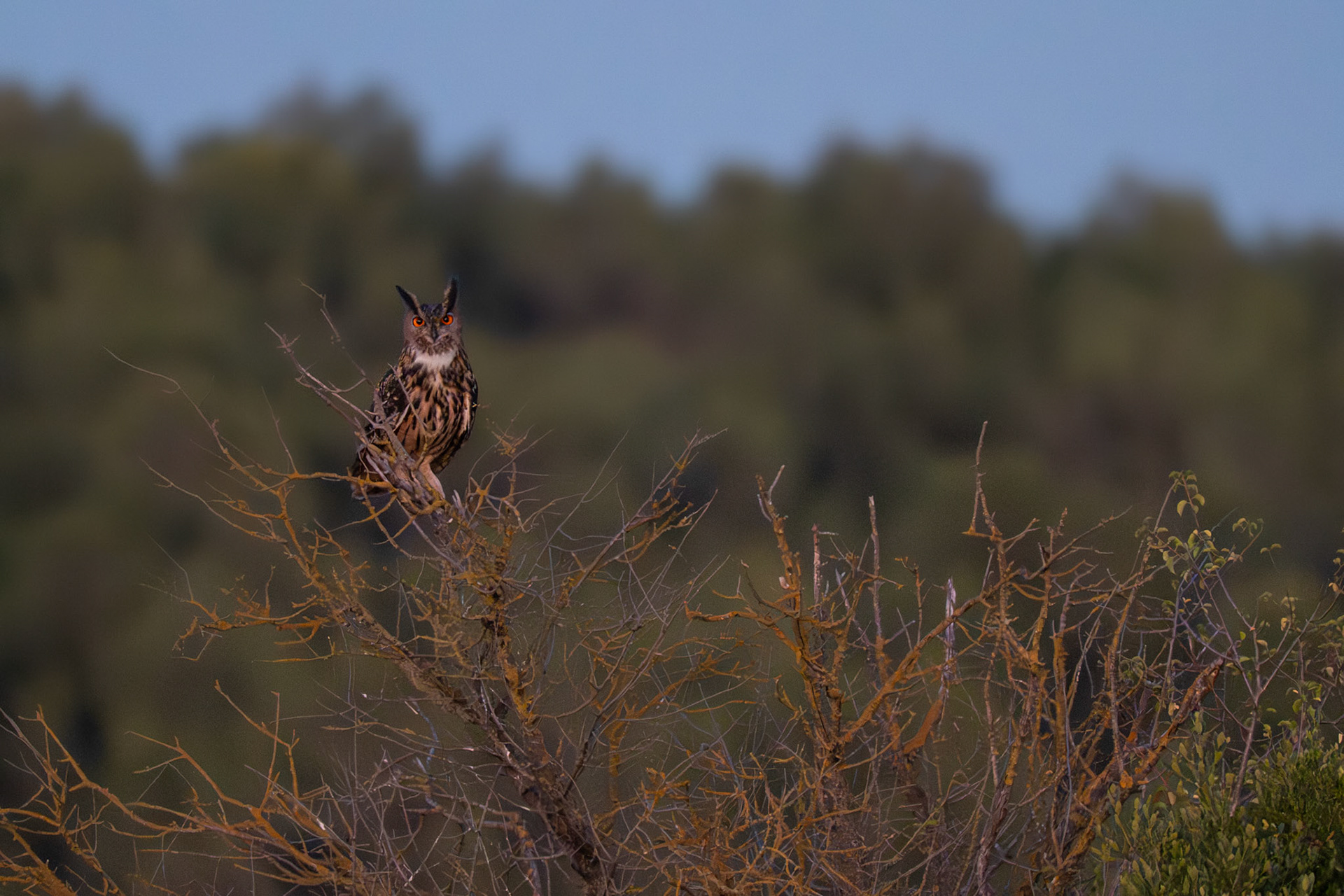 In my dead tree #2, Prades le Lez 2025
