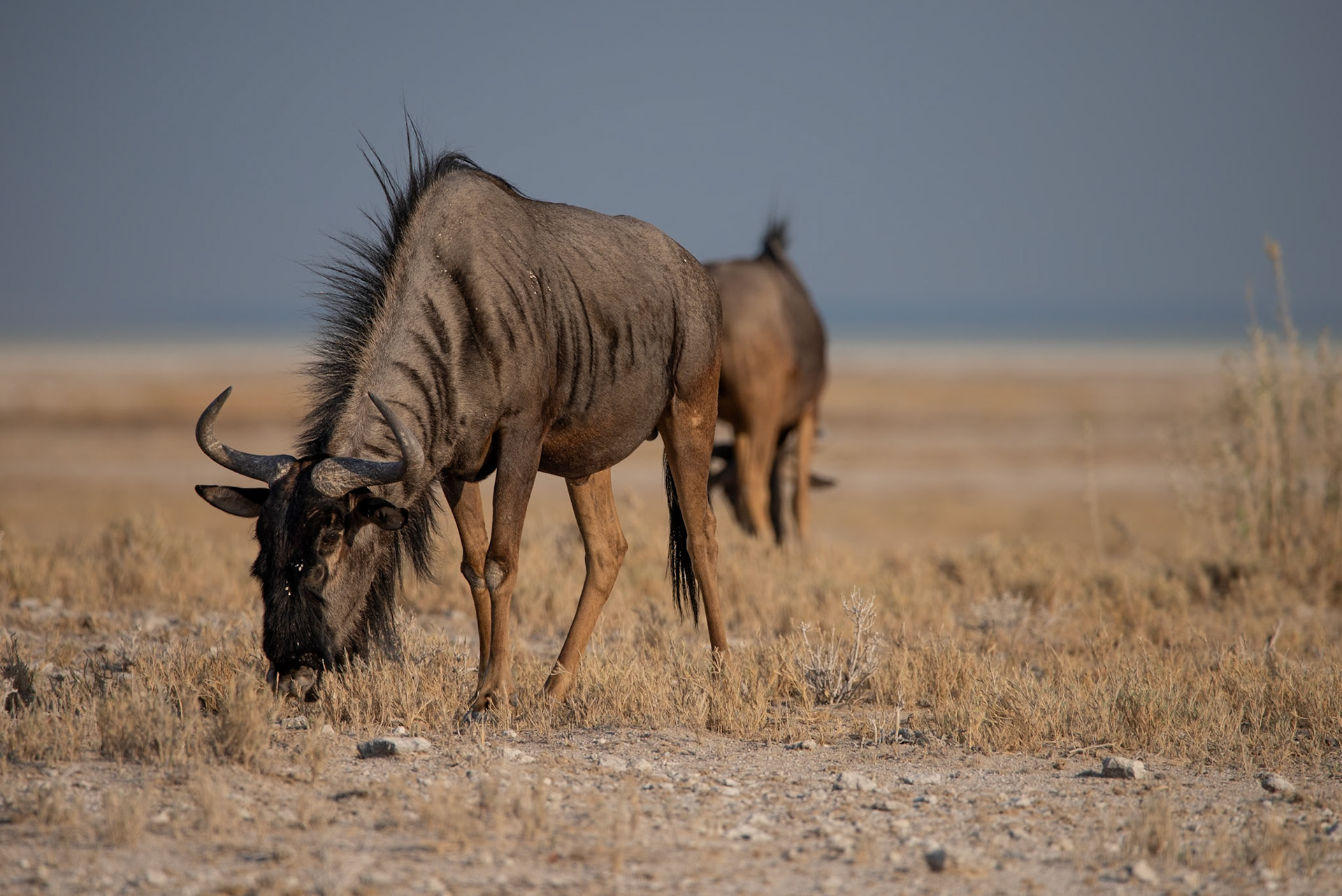 Dos à dos, Namibia 2019