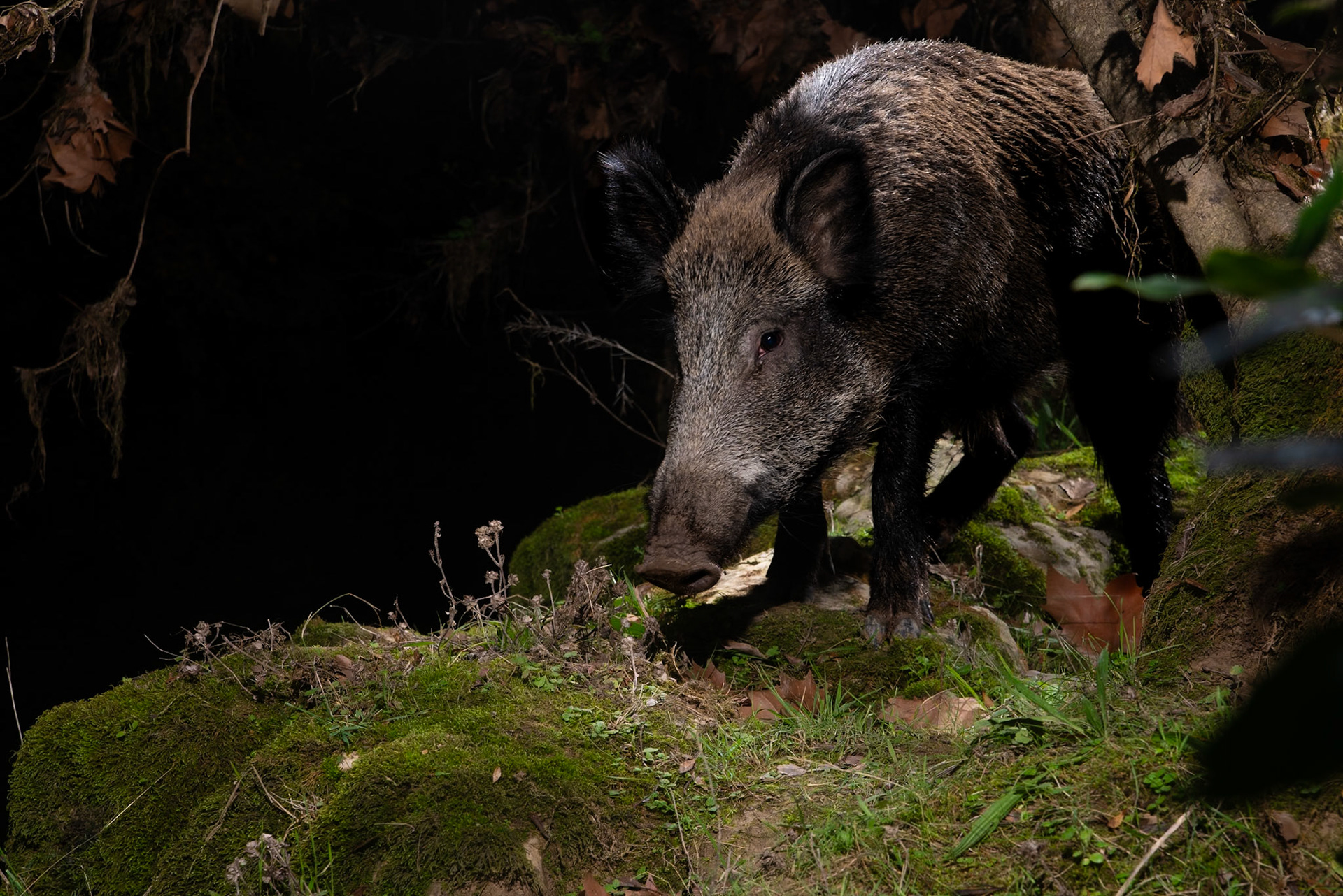 Boar, Prades le Lez 2023