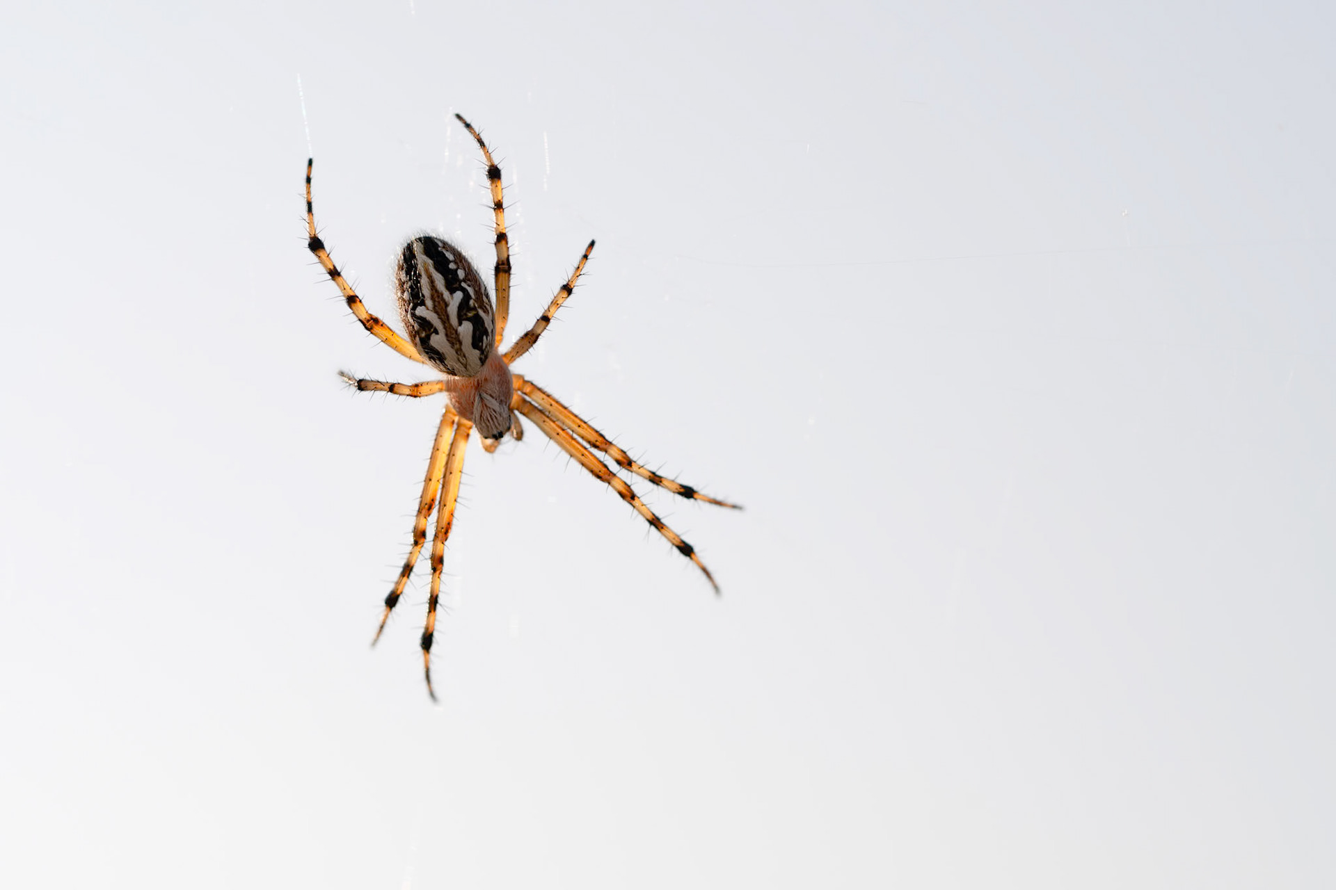 Aculepeira armida High Key, Prades le Lez 2025