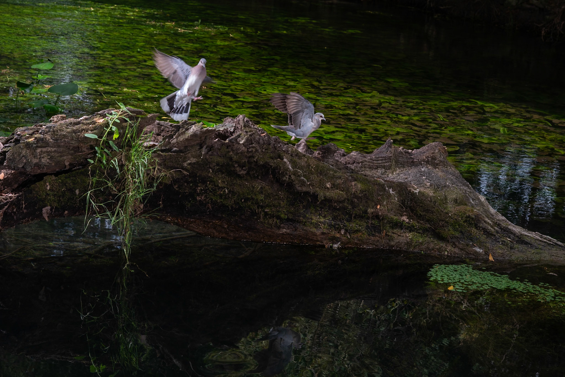 Des bois, Prades le Lez 2024