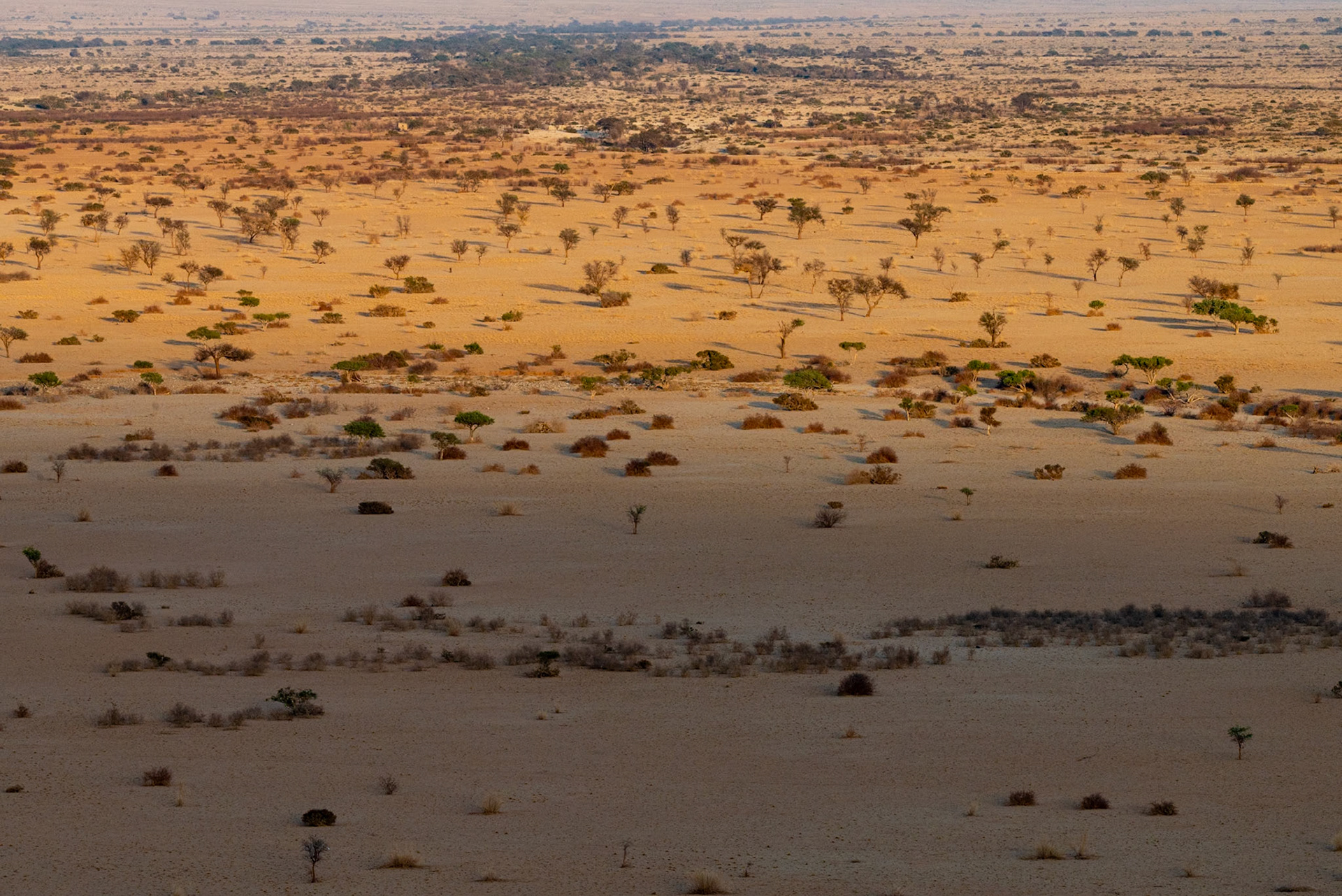 Savannah, Namibia 2019