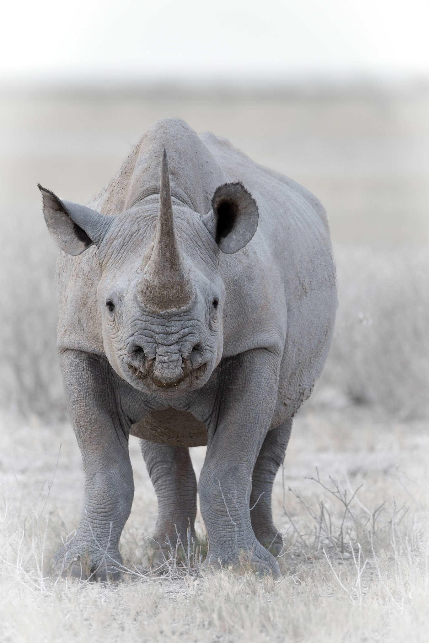 The Black One #3, Namibia 2019