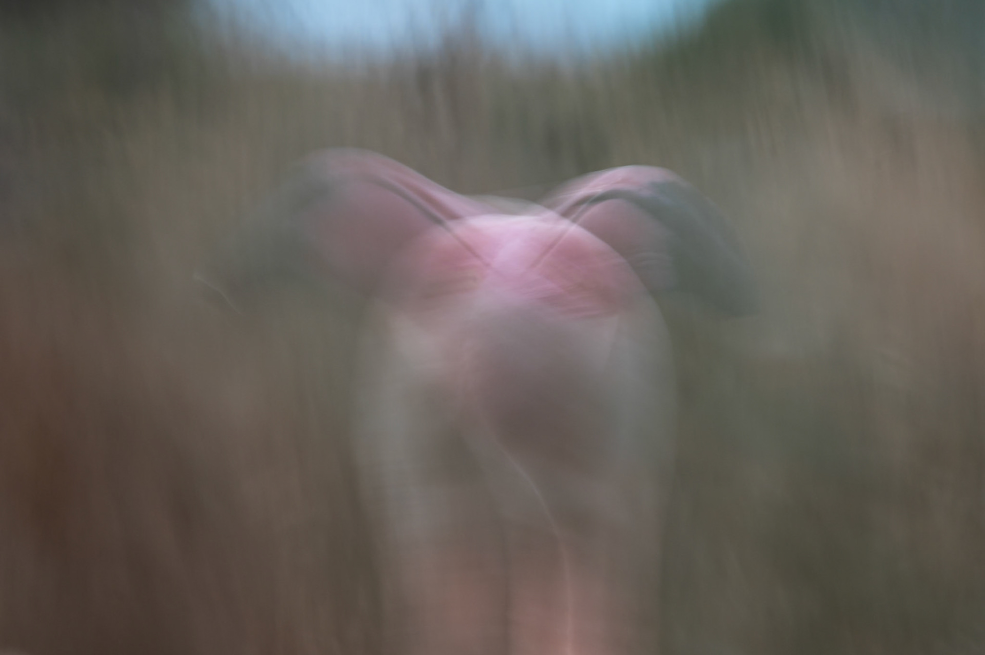 Left and right, Camargue 2025