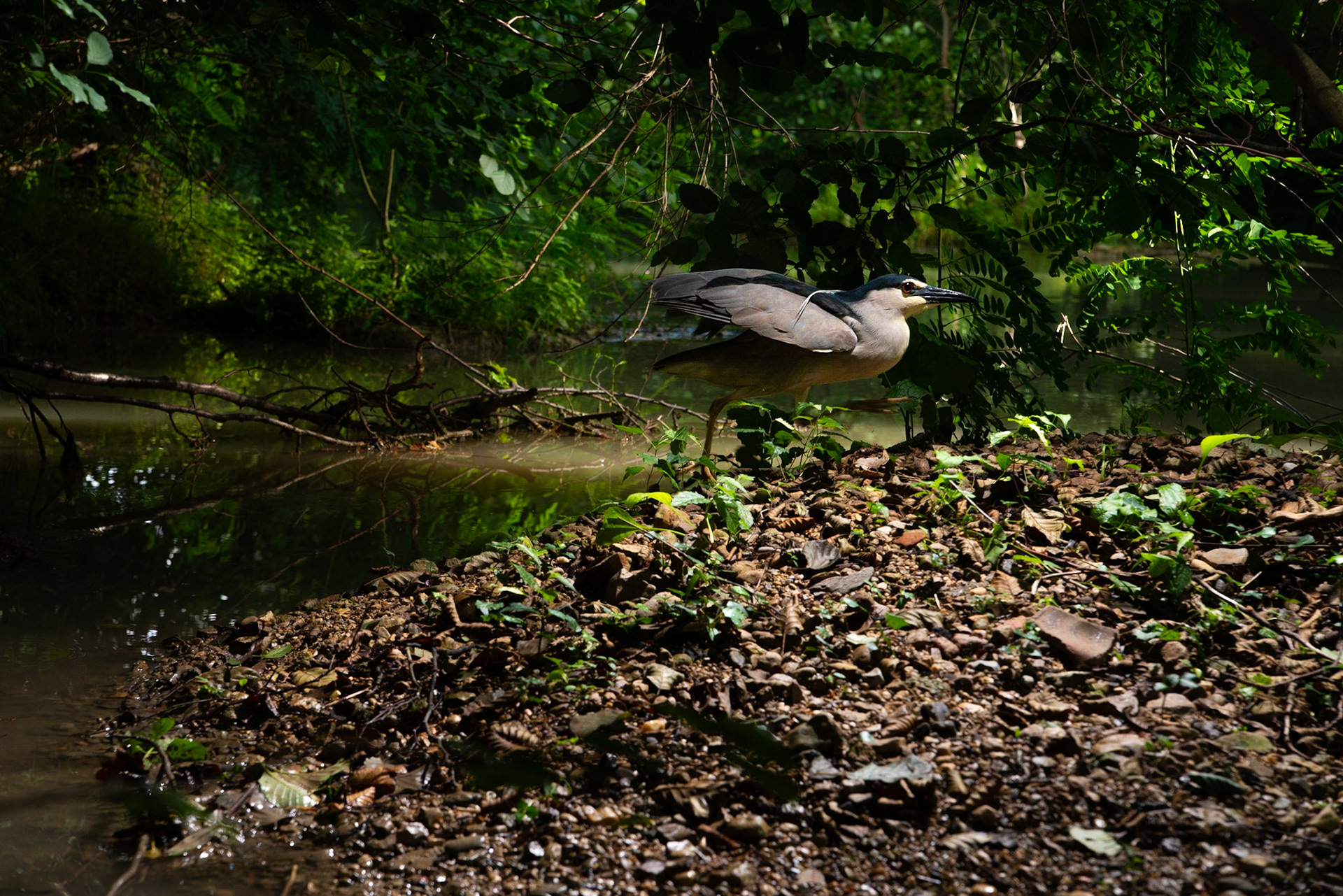 Nycticorax II, Montferrier/Lez 2023